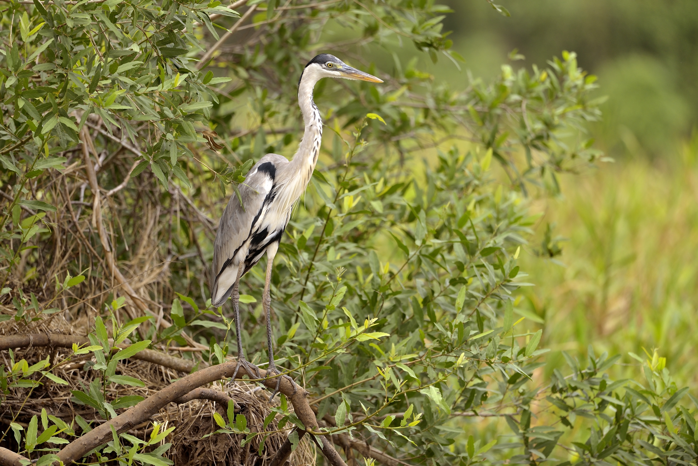 Pantanal 2015 - Airone