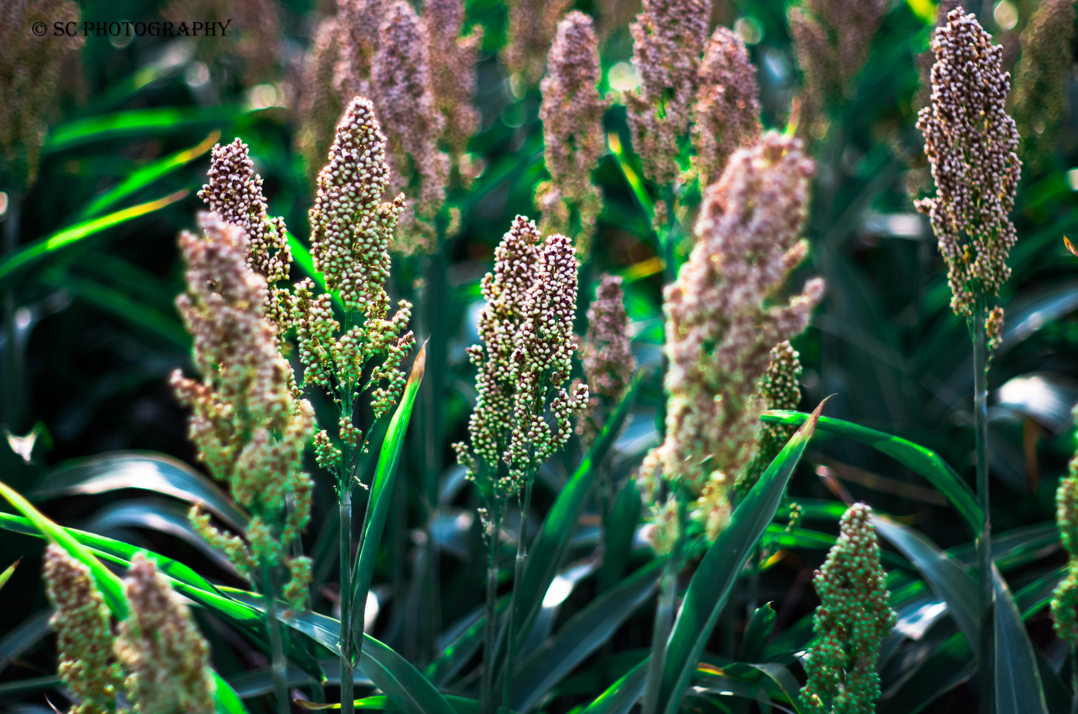 Sorghum