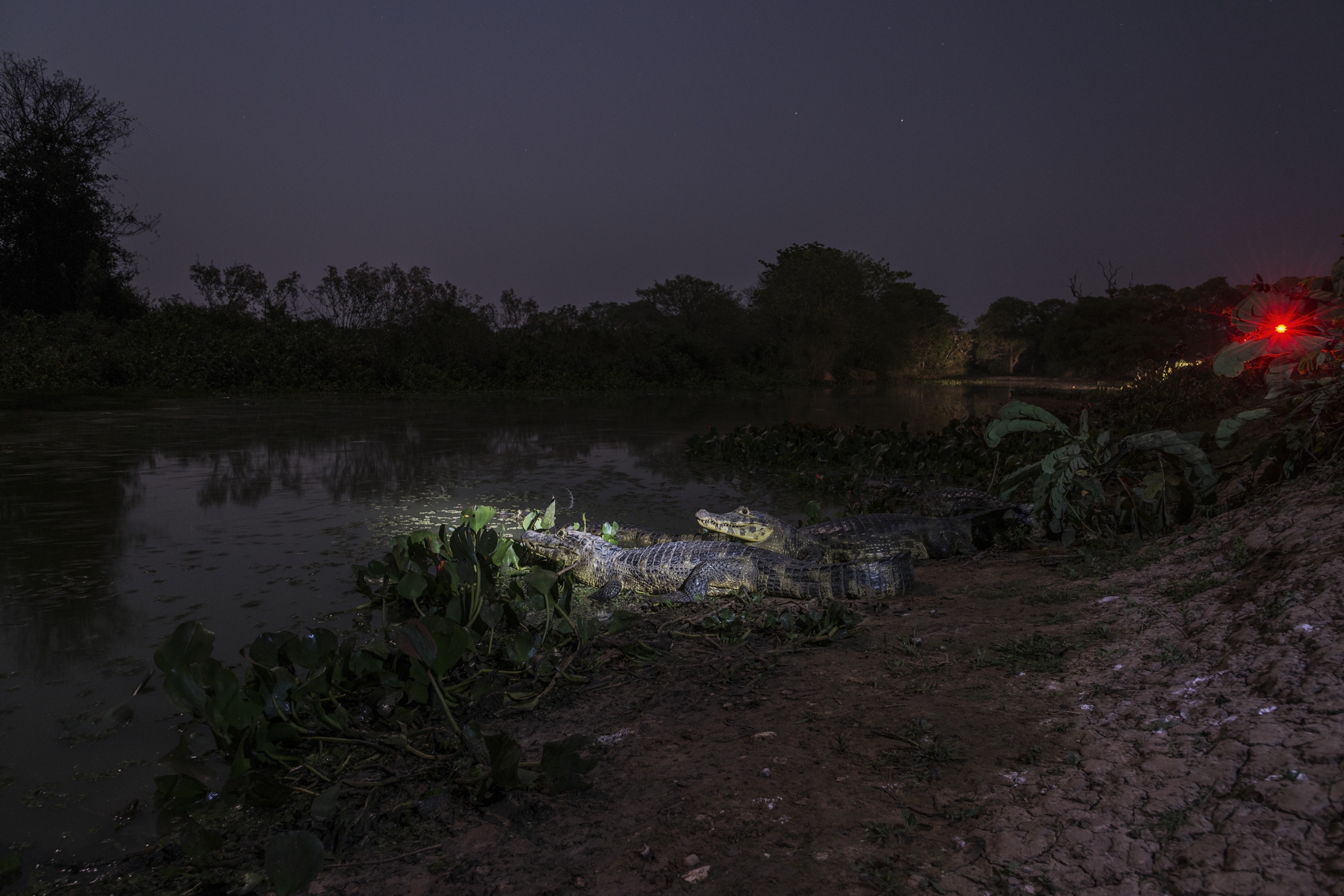 Pantanal 2015 - Caiman