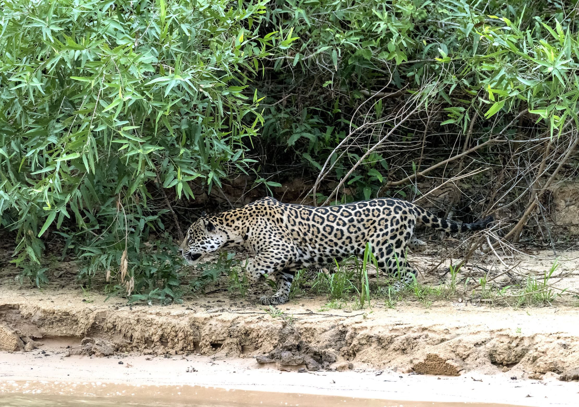 Pantanal 2015 - Jaguar