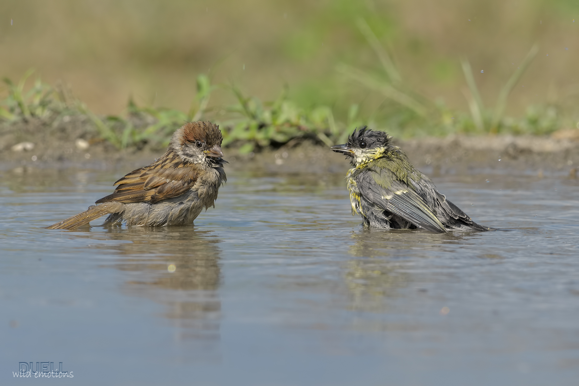 tit and tree sparrows at bathtime!