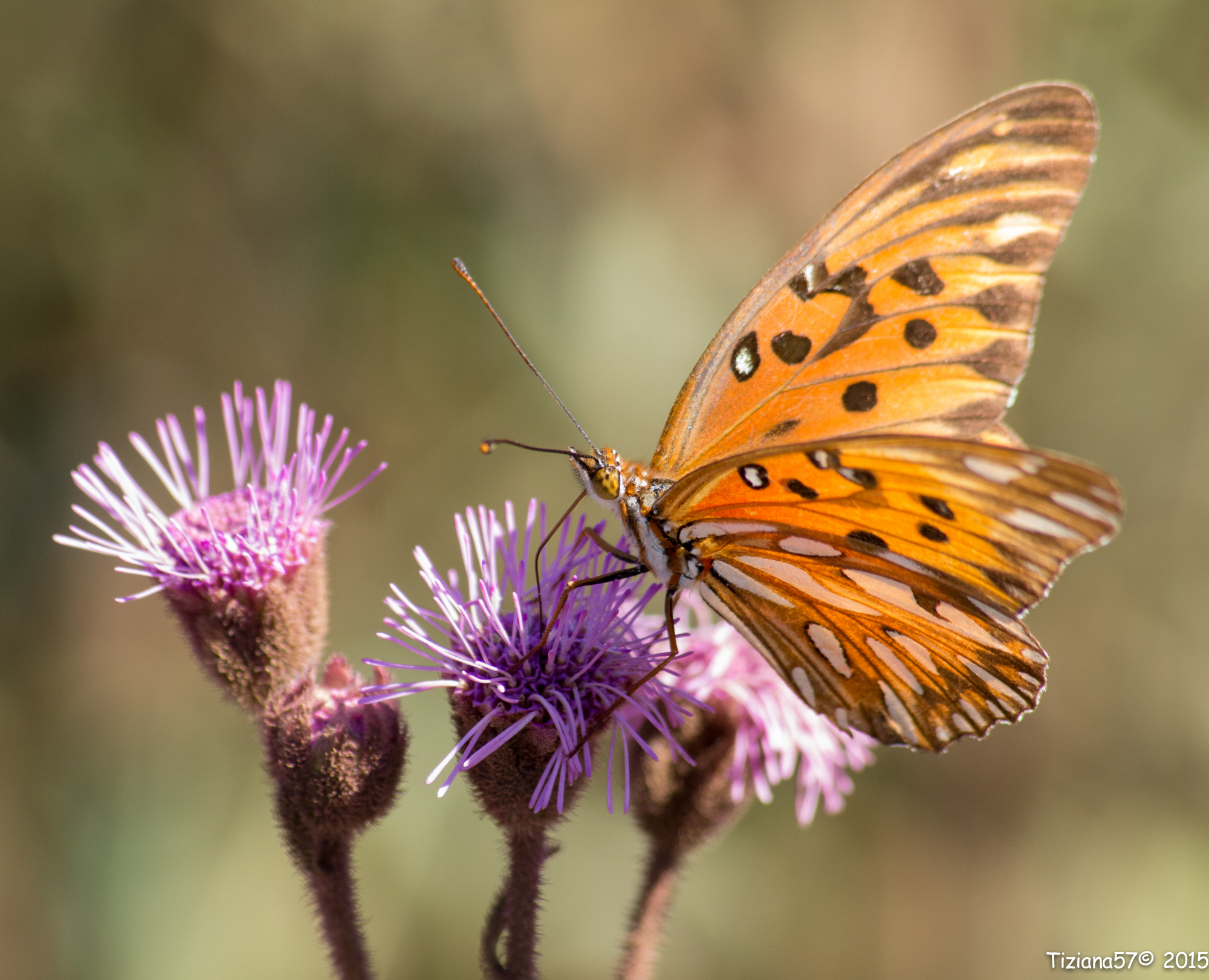South American butterfly