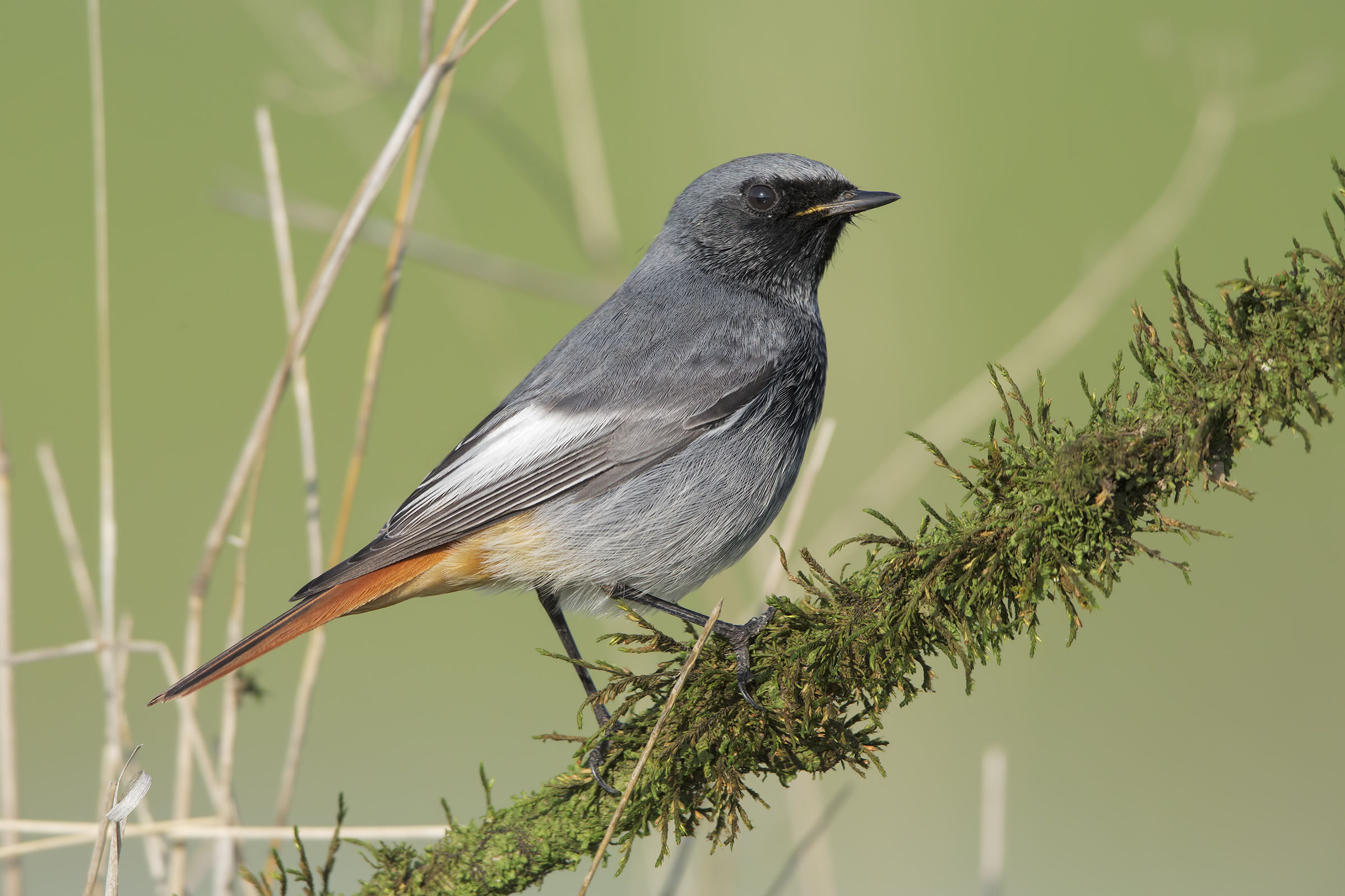 Codirosso spazzacamino con la 5D3