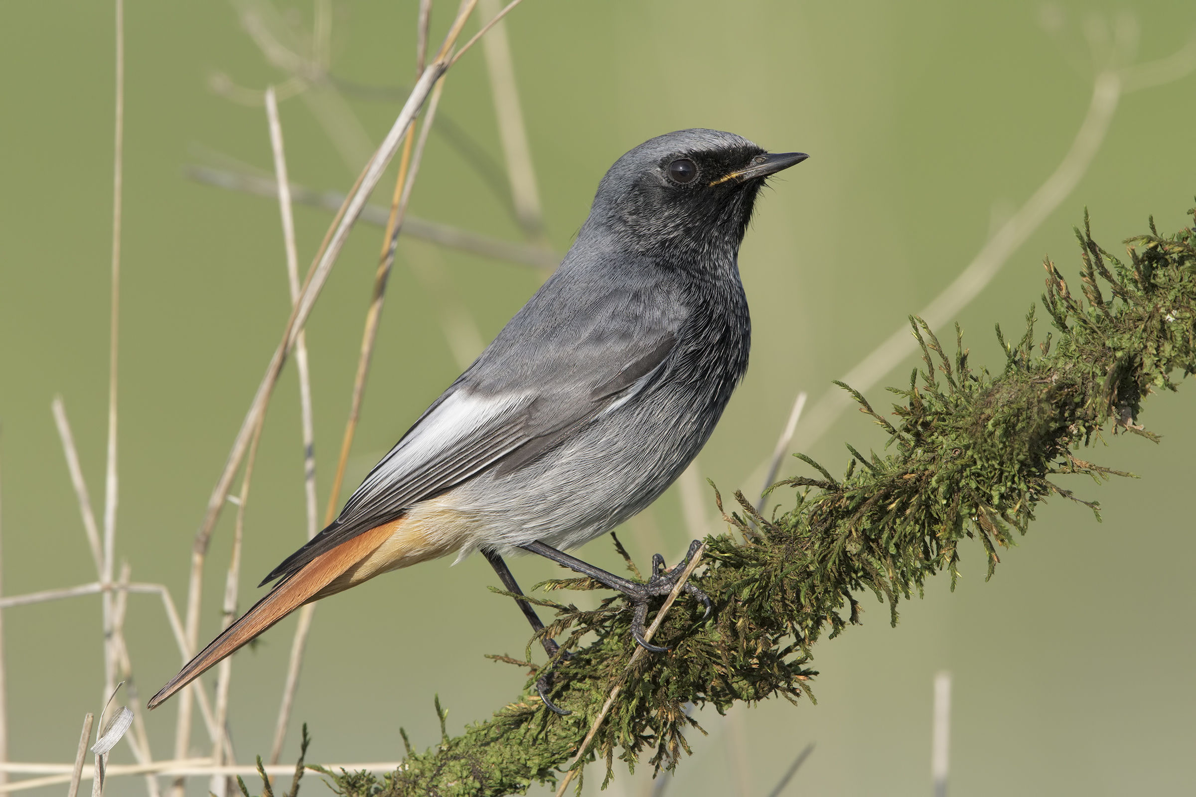 Codirosso spazzacamino con la 7D2