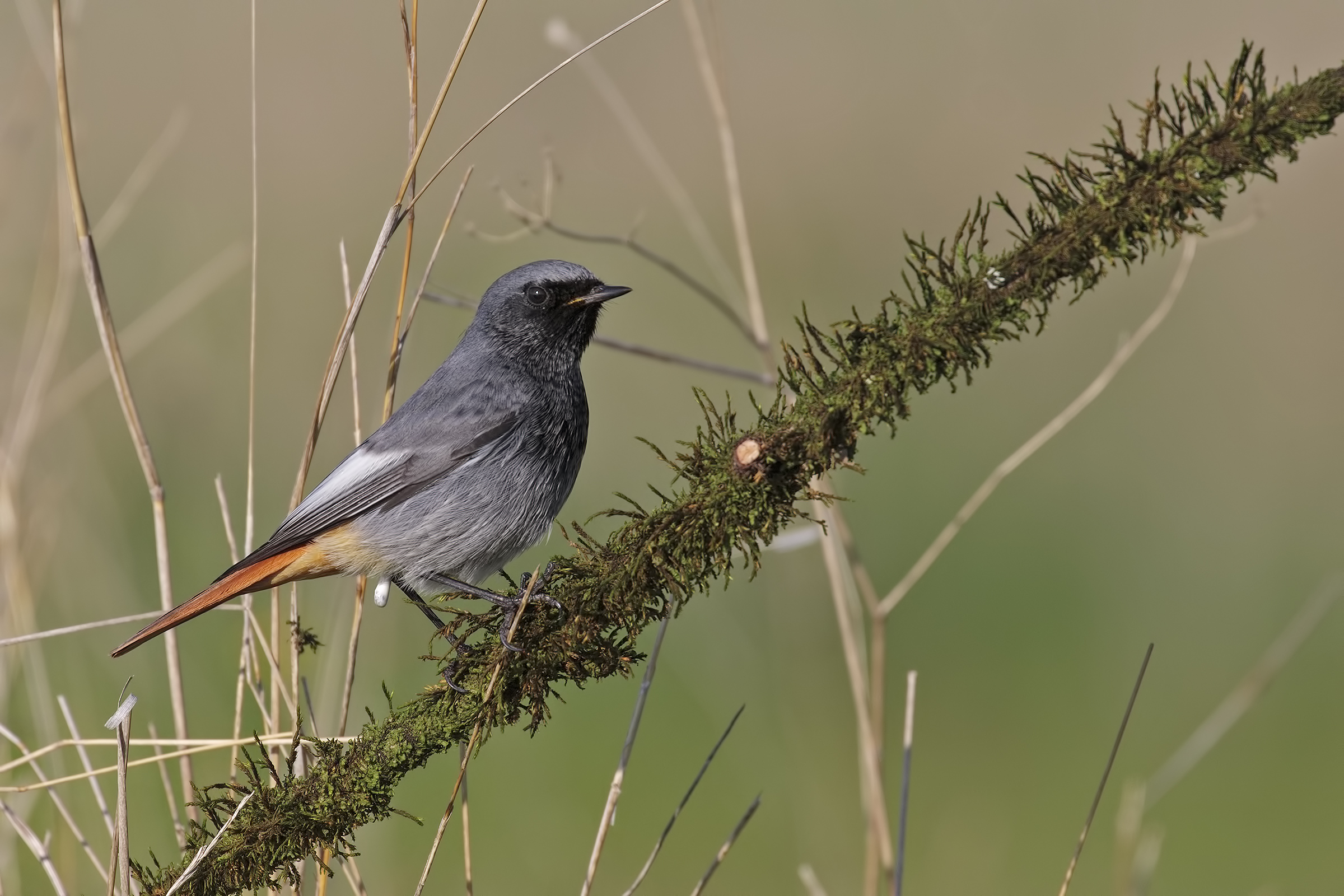 Oops .... I escaped ....