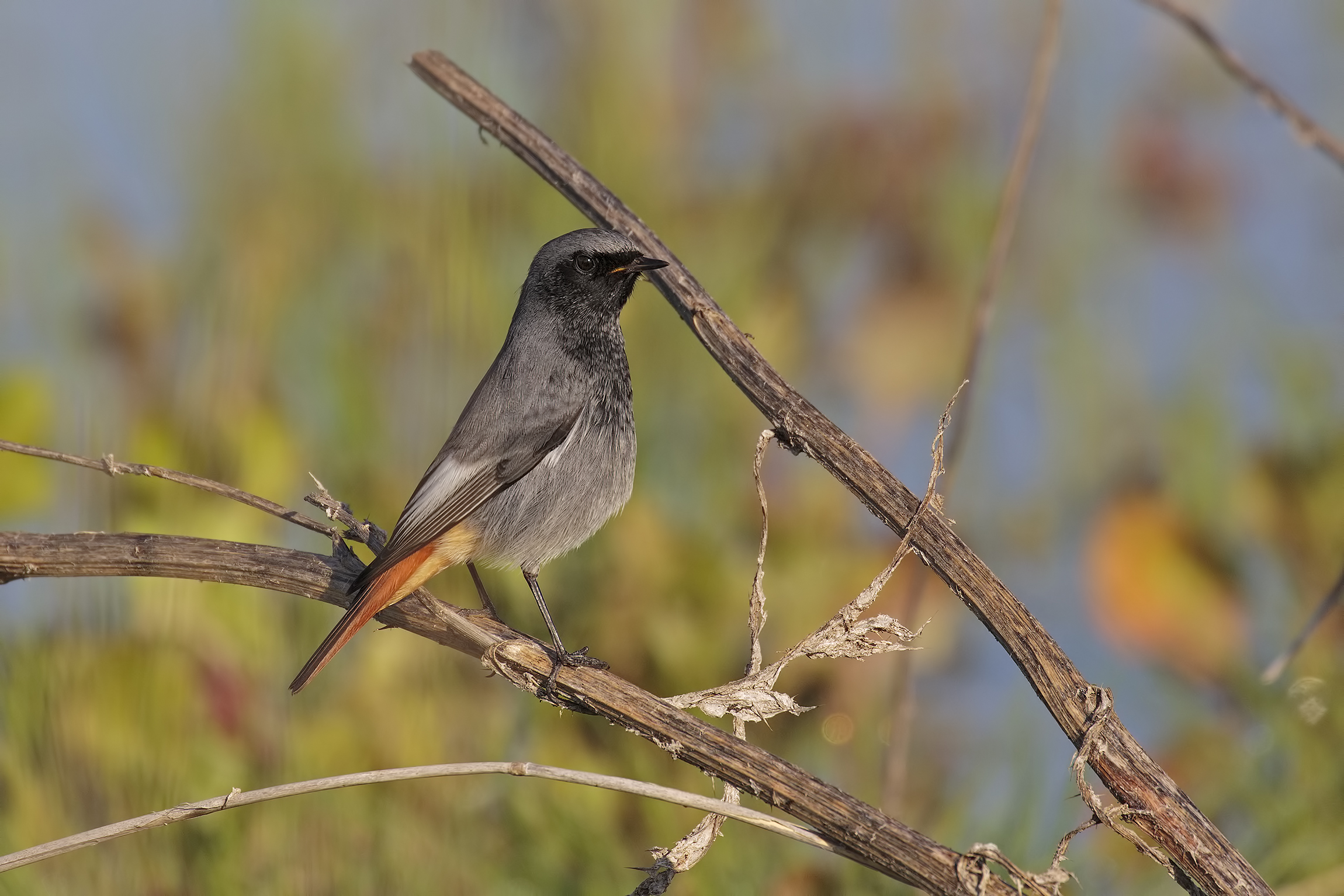 Chimney sweep Redstart
