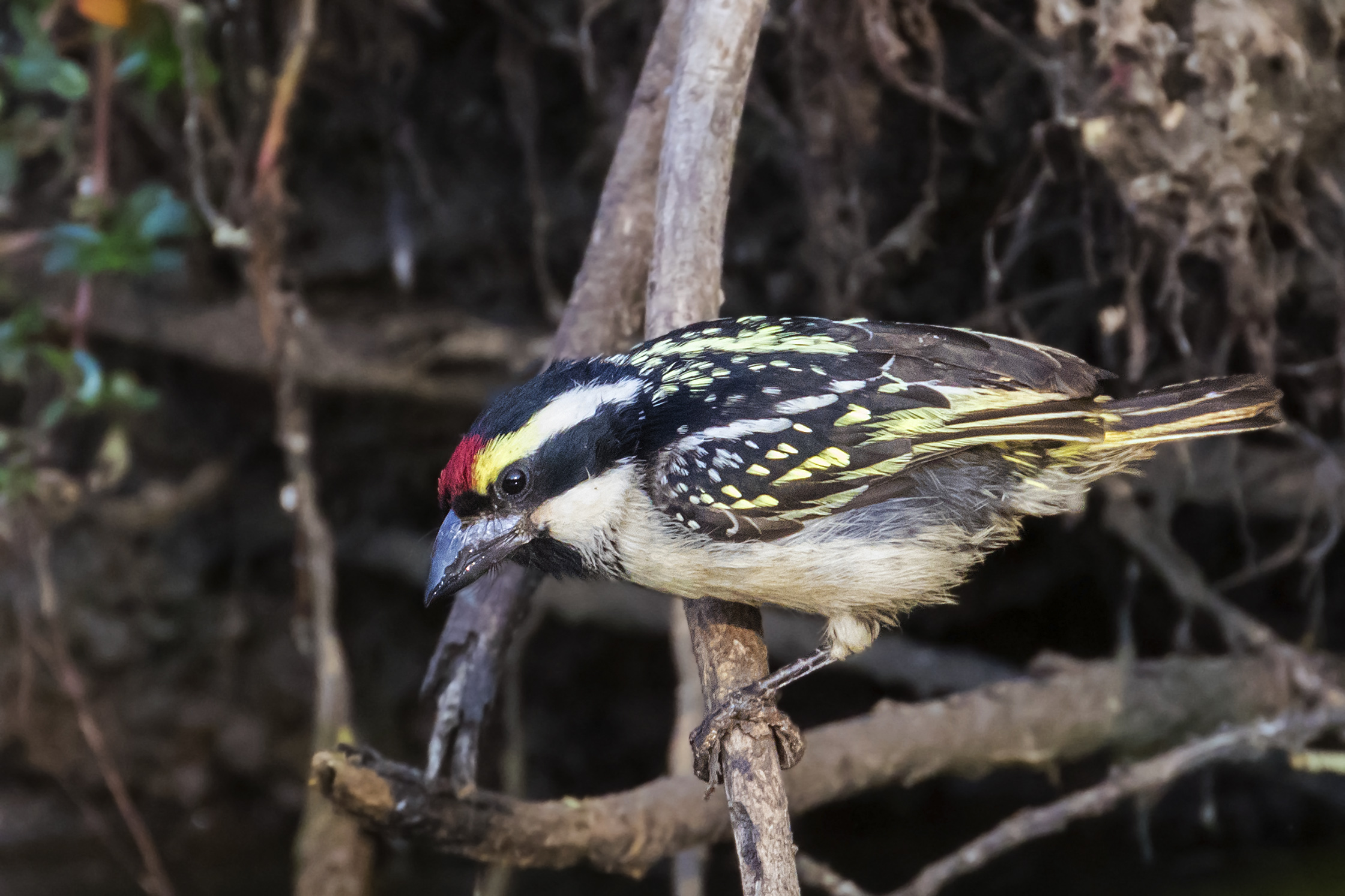 Bearded black and white