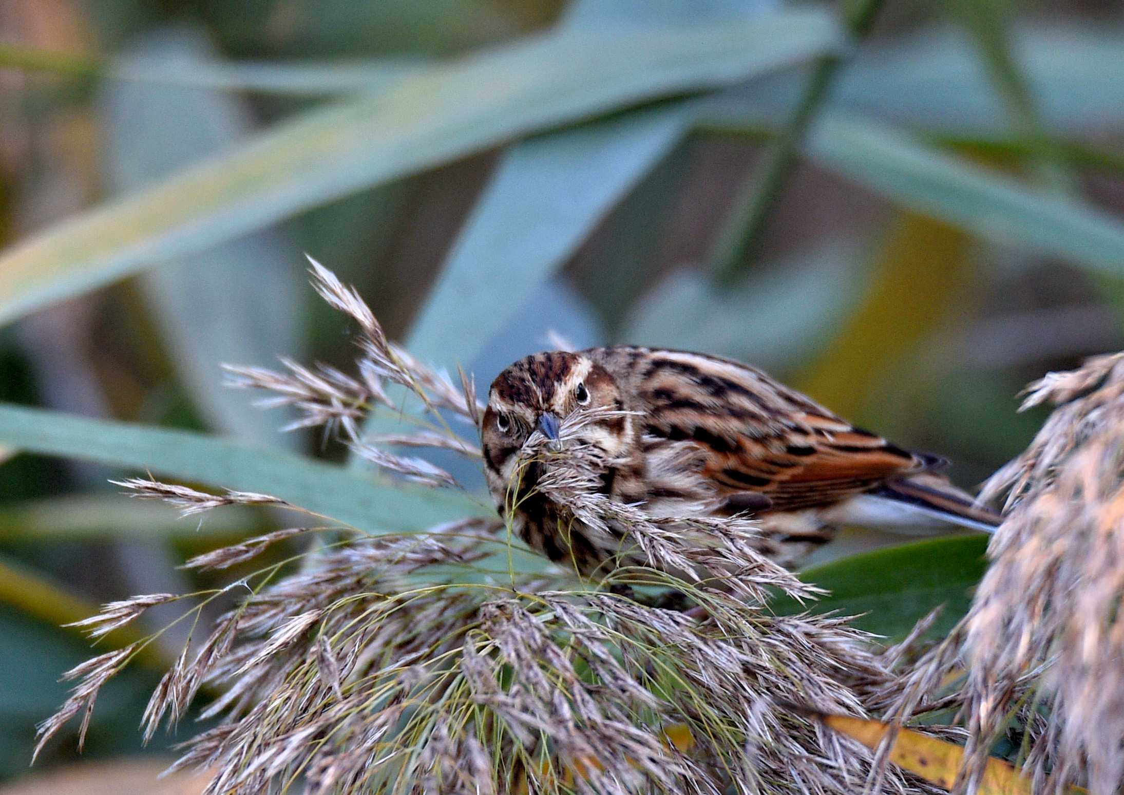 Reed Bunting
