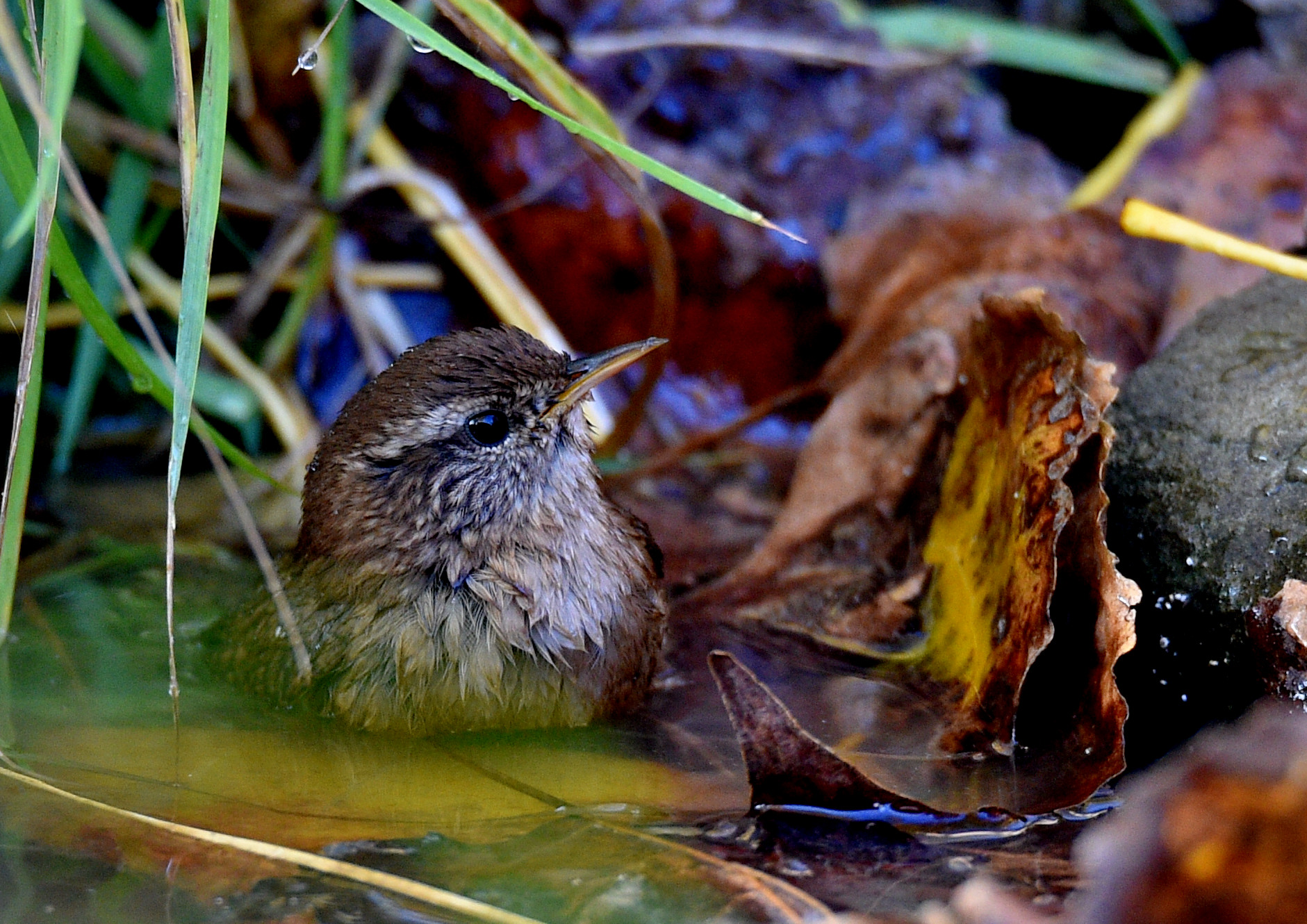Wren to bath