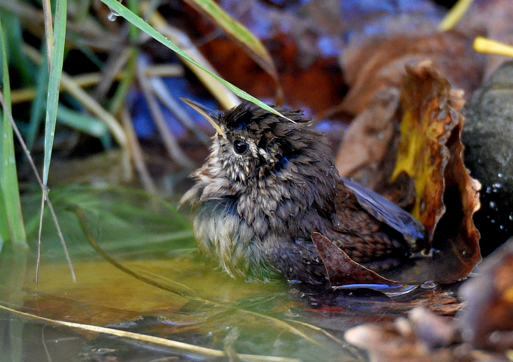 Wren to bath