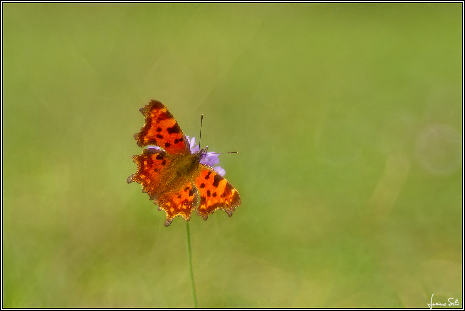 Polygonia c-album