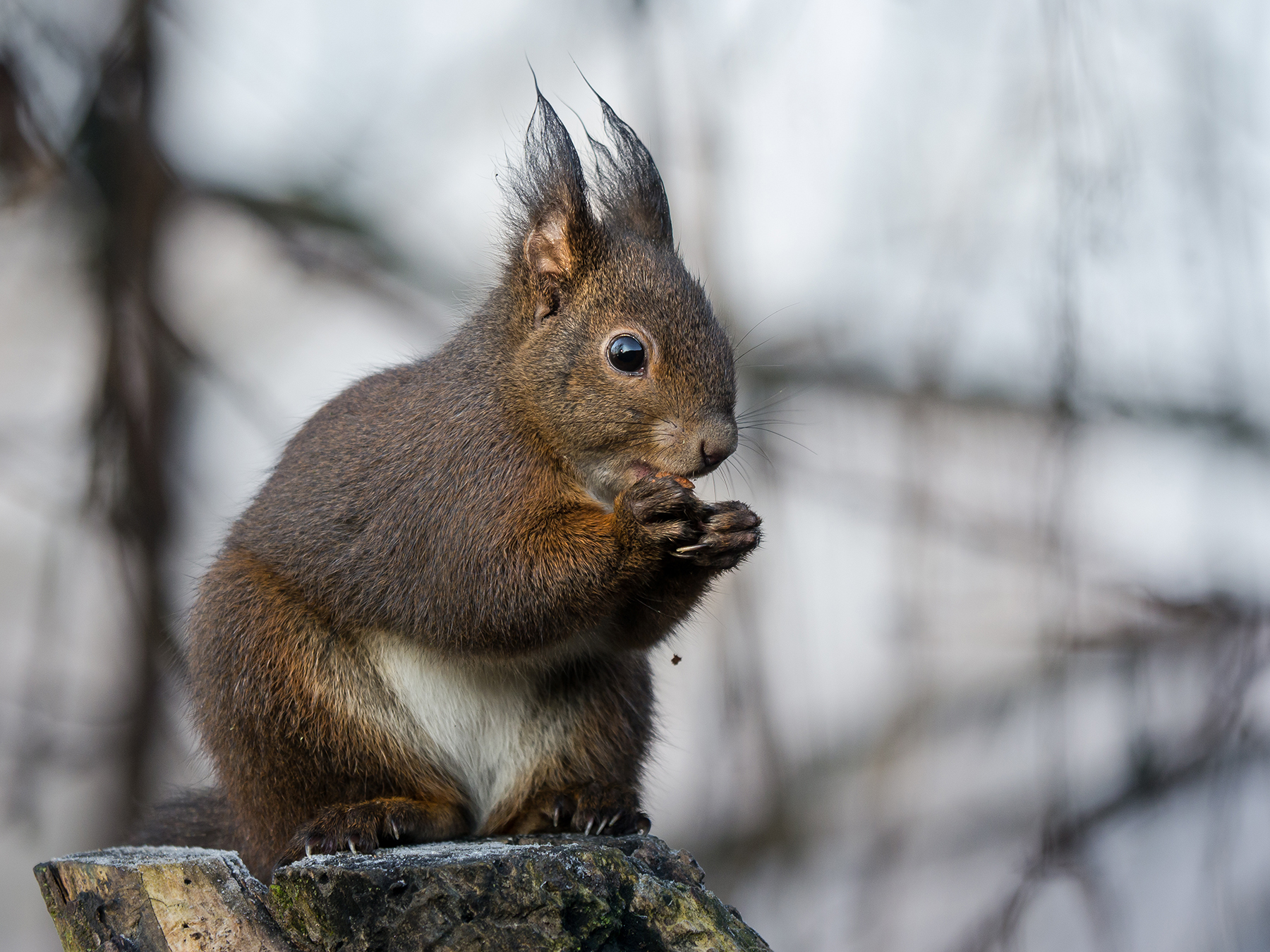 Scoiattolo Rosso (adulto)