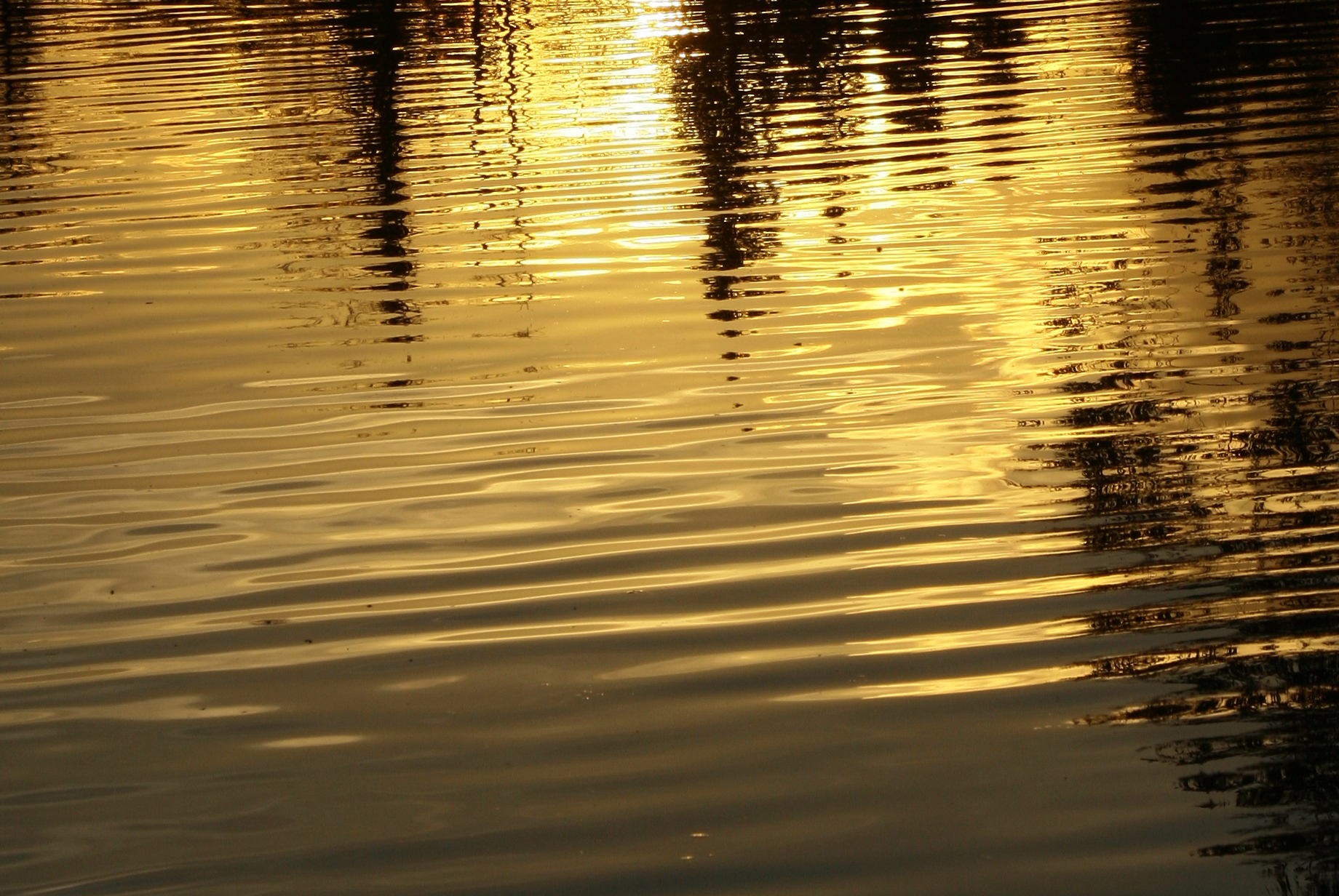 Golden reflections in the pond ...