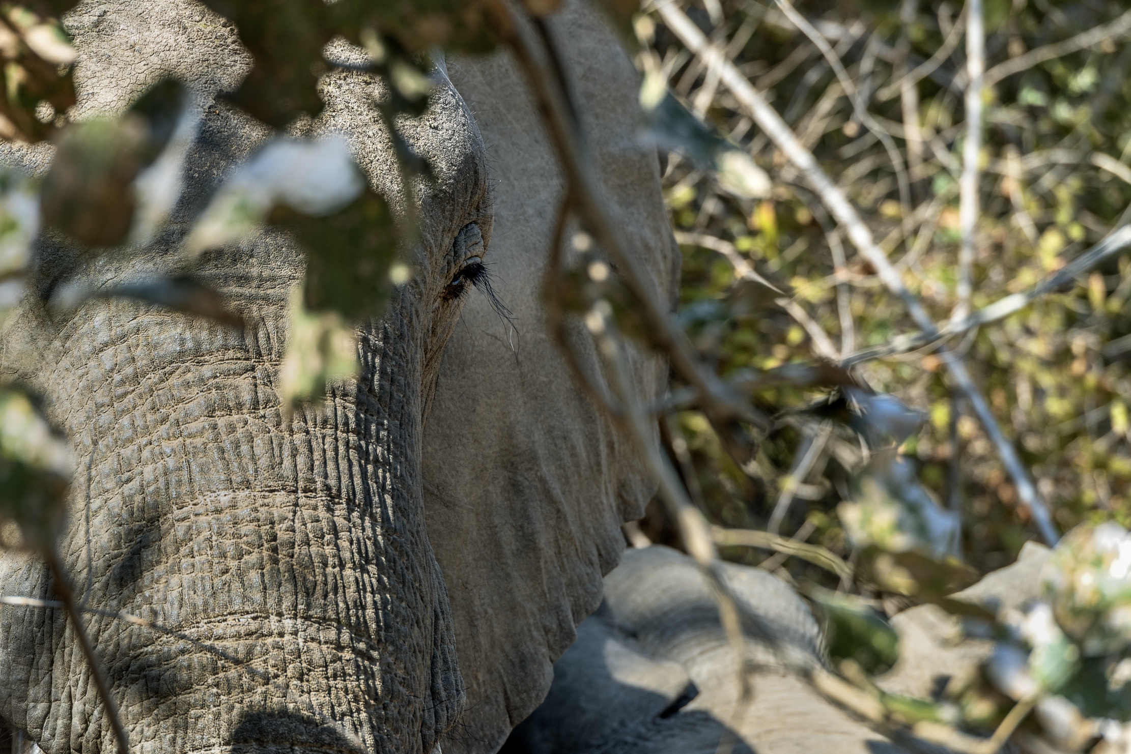 Zambia 2015 - In disparte