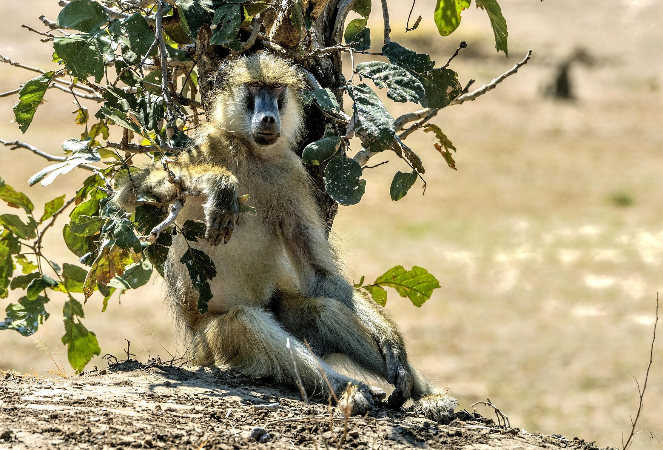 Zambia 2015 - All'ombra