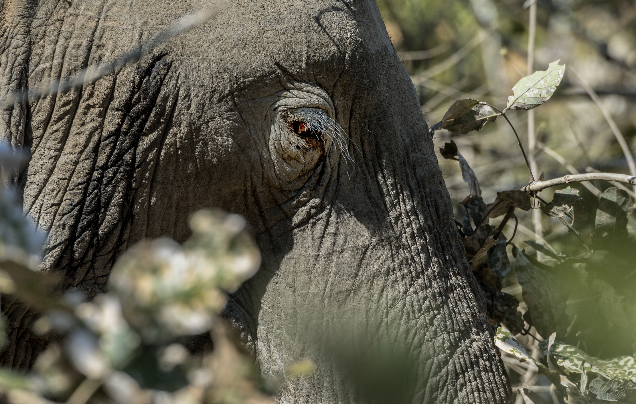 Zambia 2015 - Ciglia