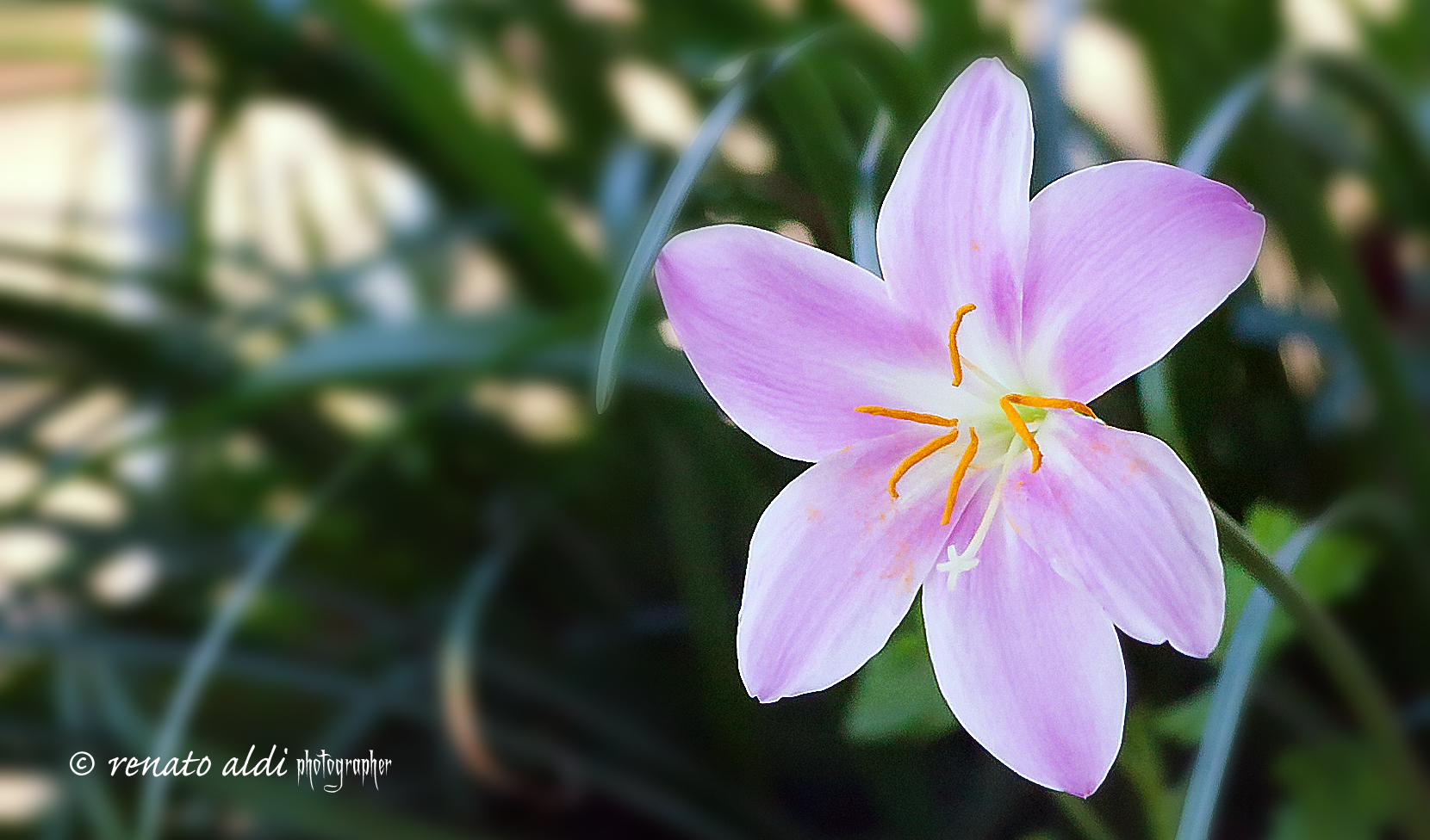 Campanella stisciante