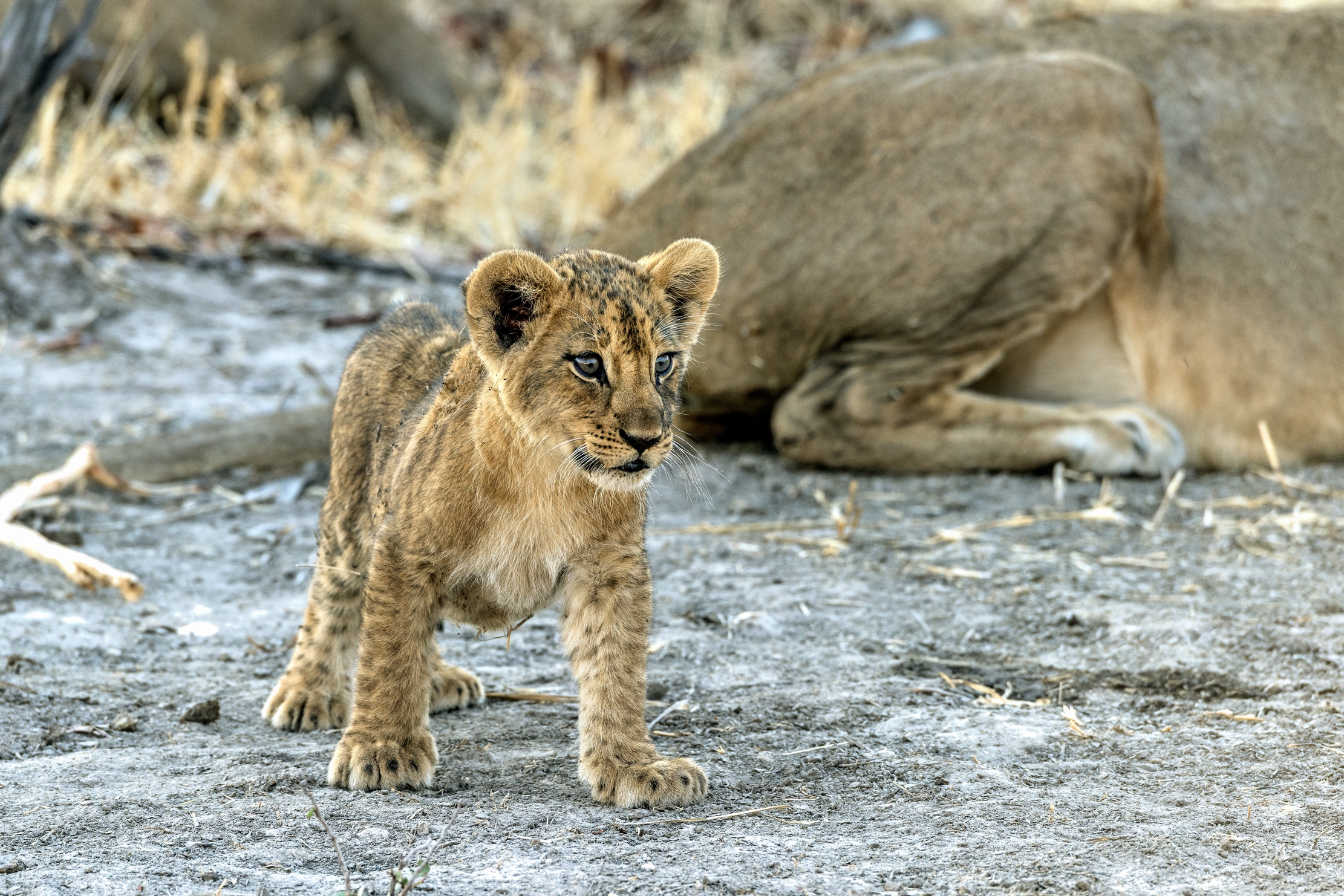 Zambia 2015 - Cuciolo