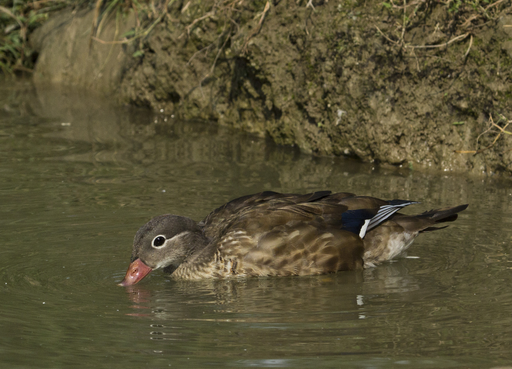 Aix sponsa, female