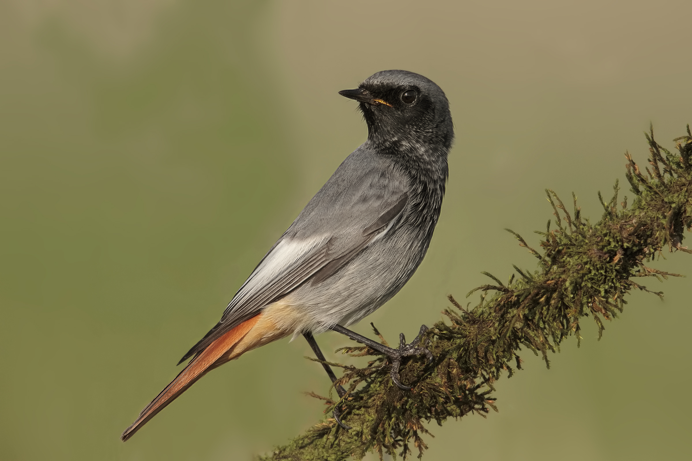 Black redstart
