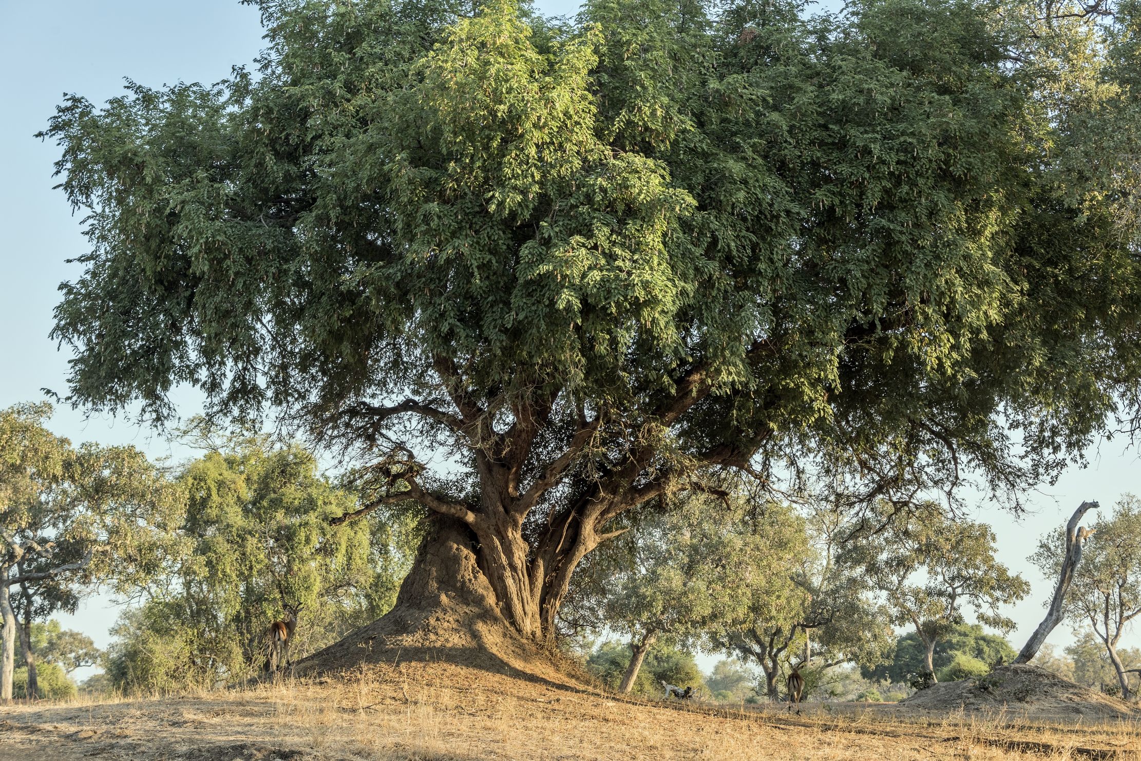 Zambia 2015 - Il grande albero