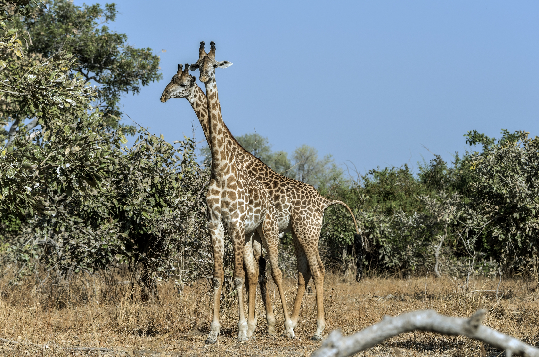 Zambia 2015 - Sue Altezze