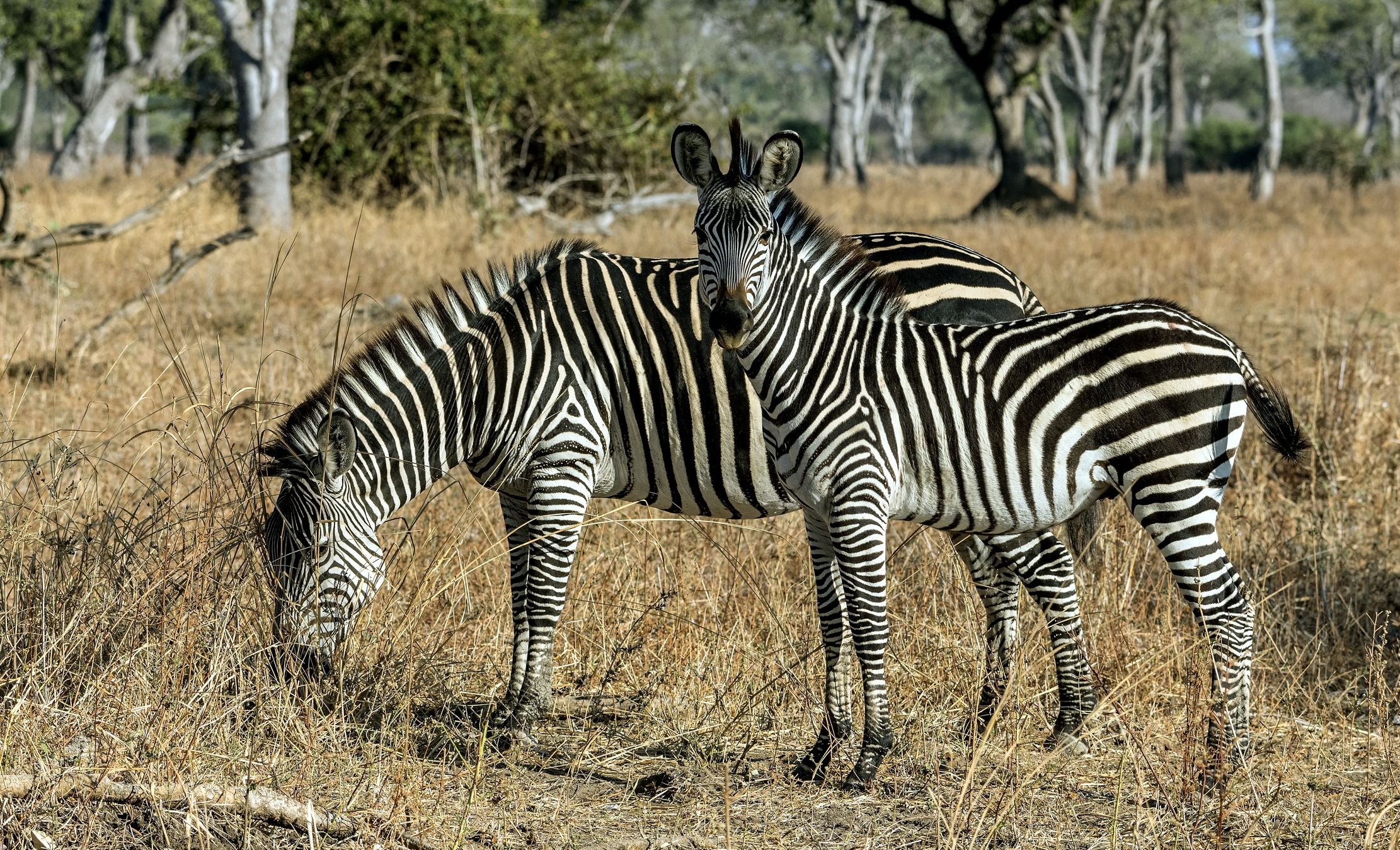 Zambia 2015 - Zebrino