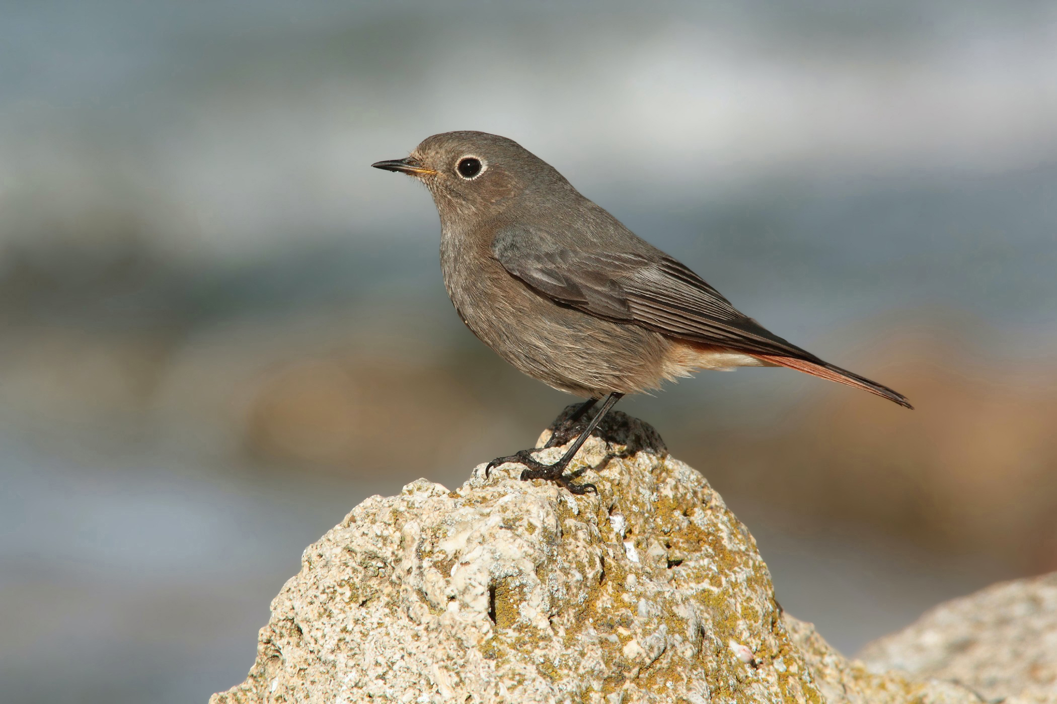 Black redstart (f) to the sea