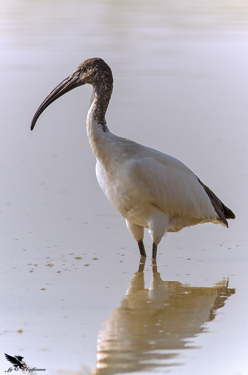 Sacred Ibis.