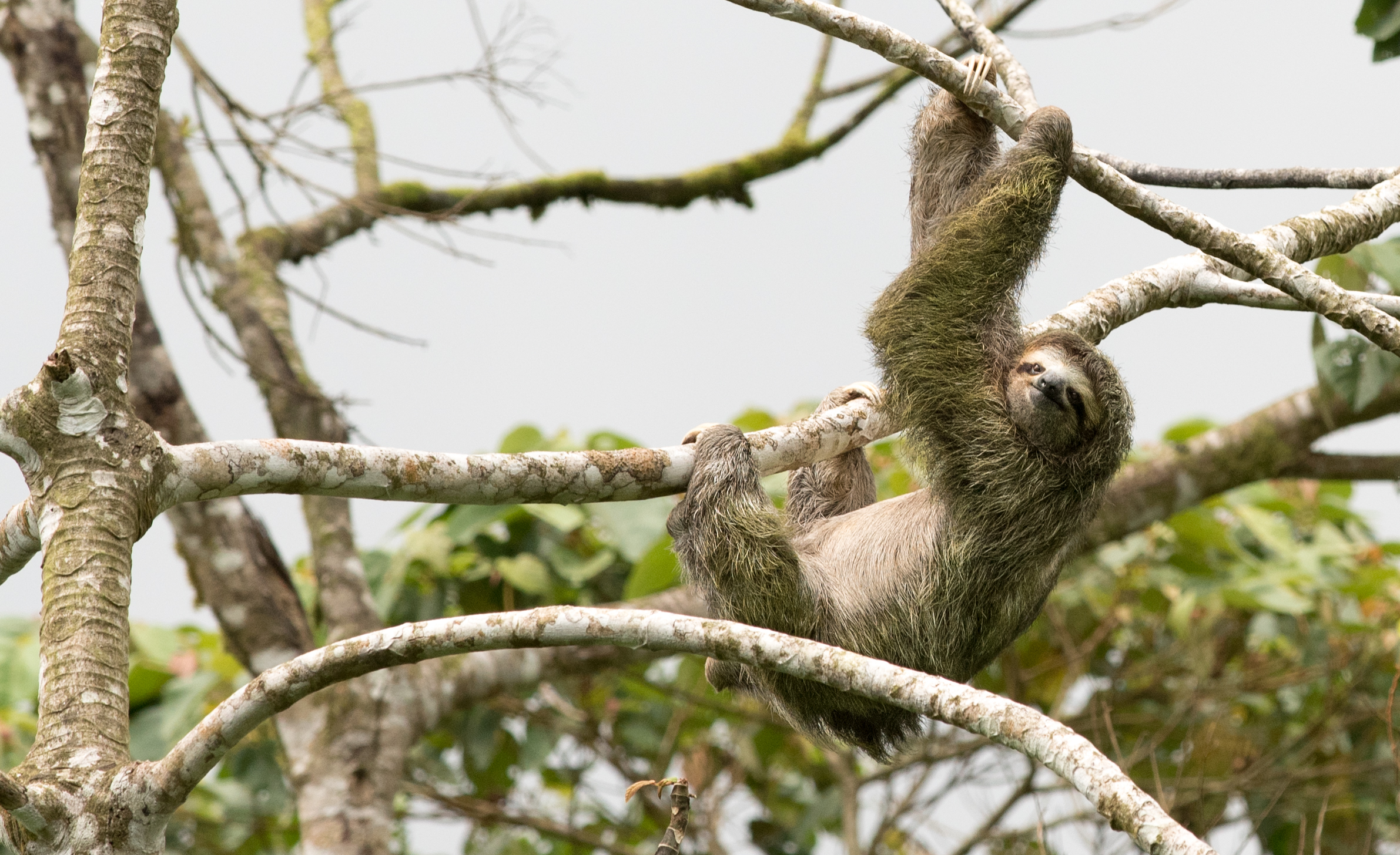 three-toed sloth (sloth)