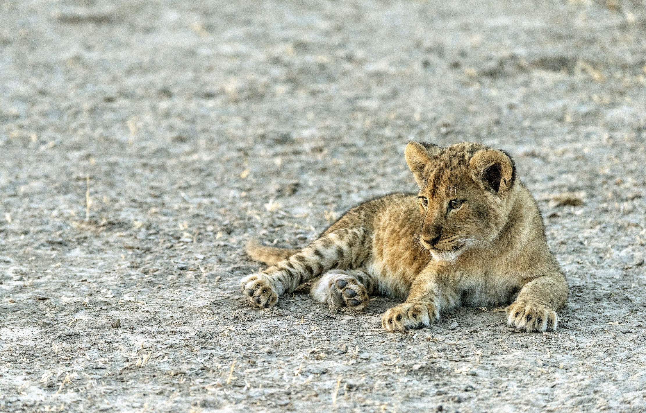 Zambia 2015 - Pensieri curiosi