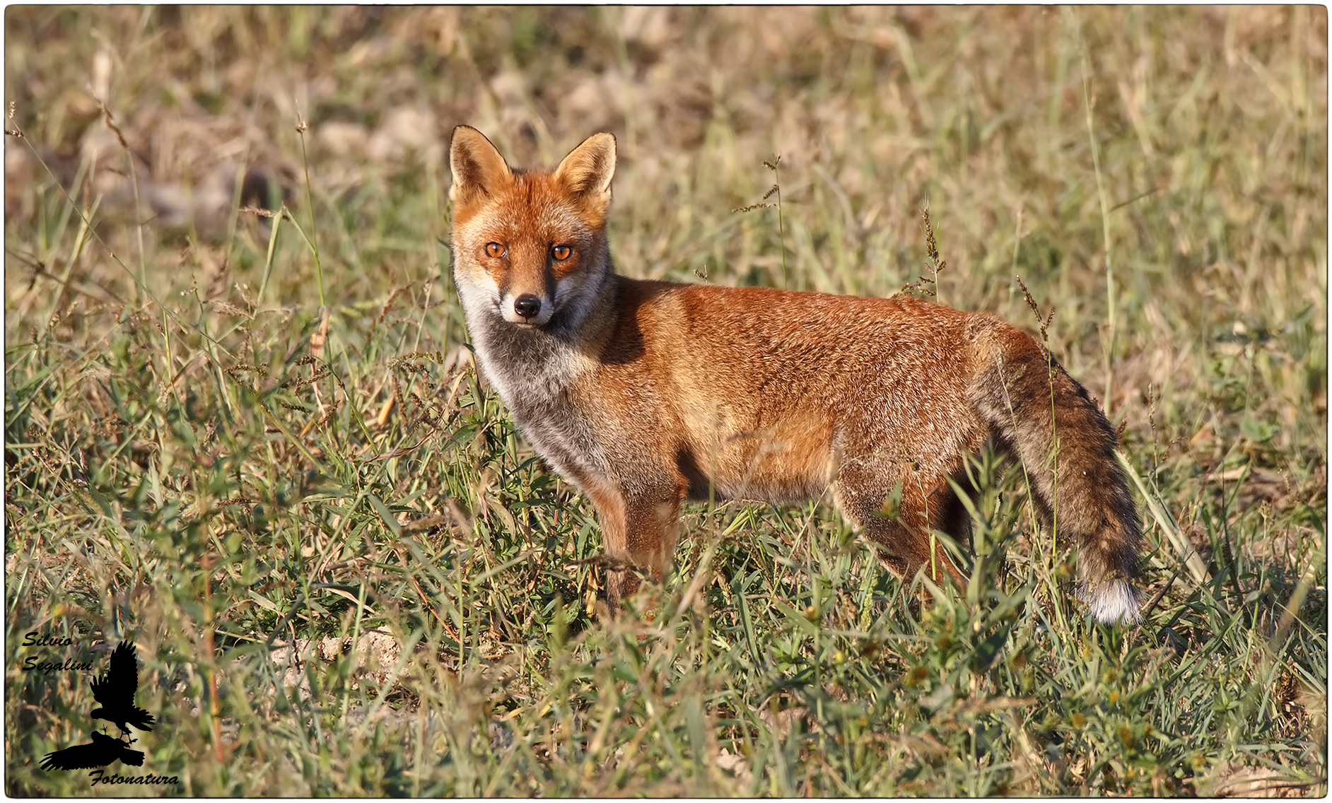 scatto...mi sente e se ne va...selvaticissima
