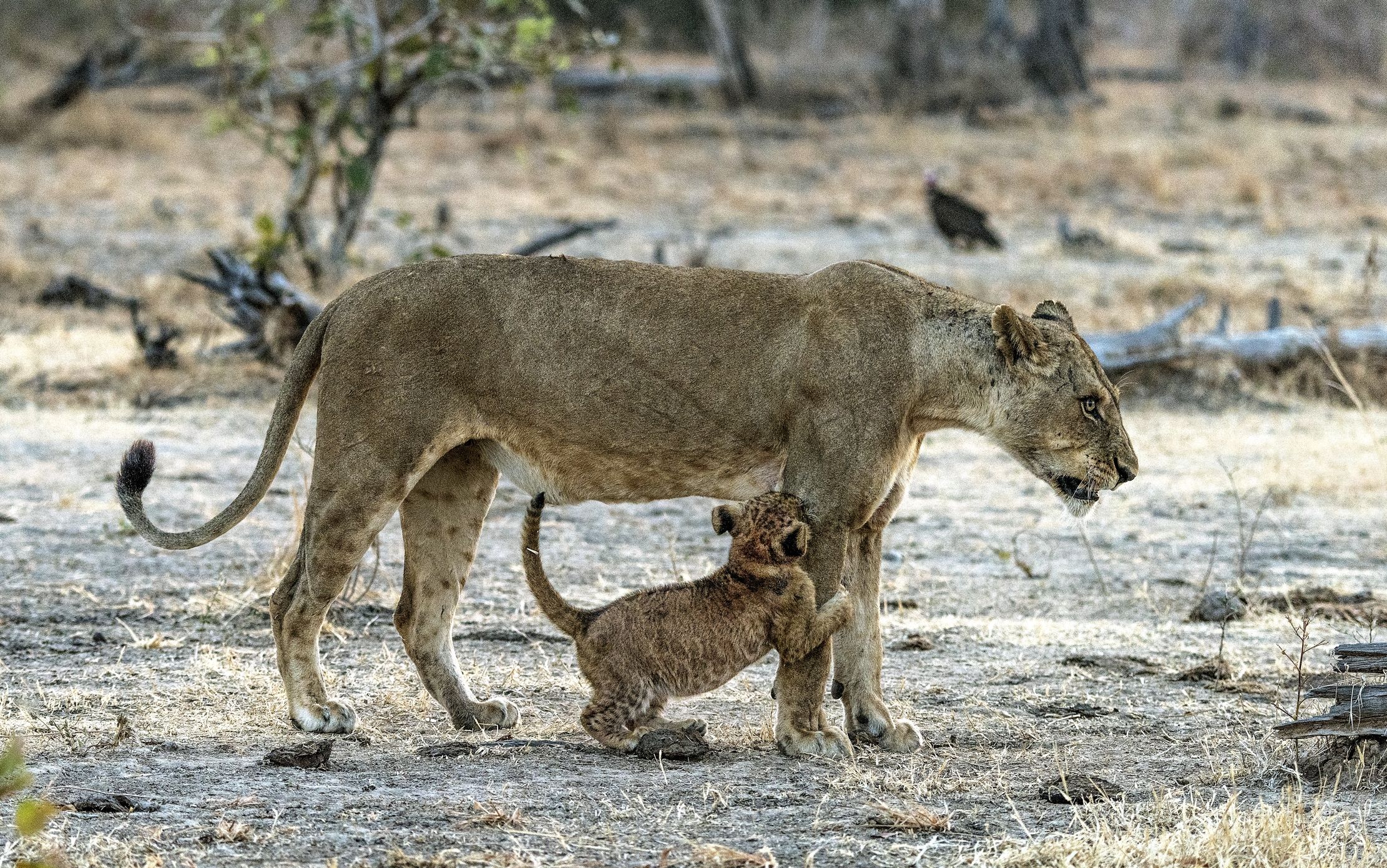 Zambia 2015 - Giochi con la mamma