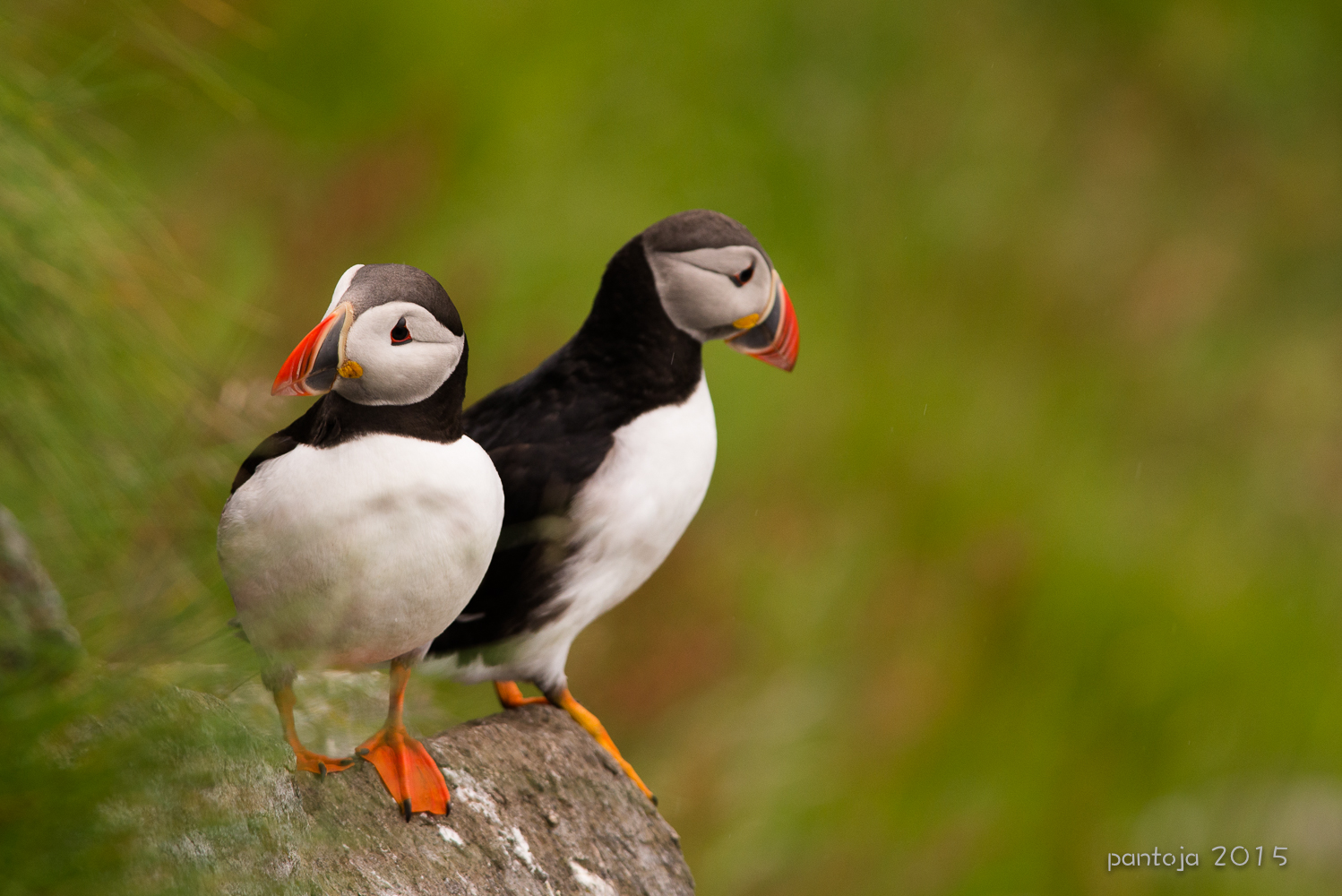 Puffins