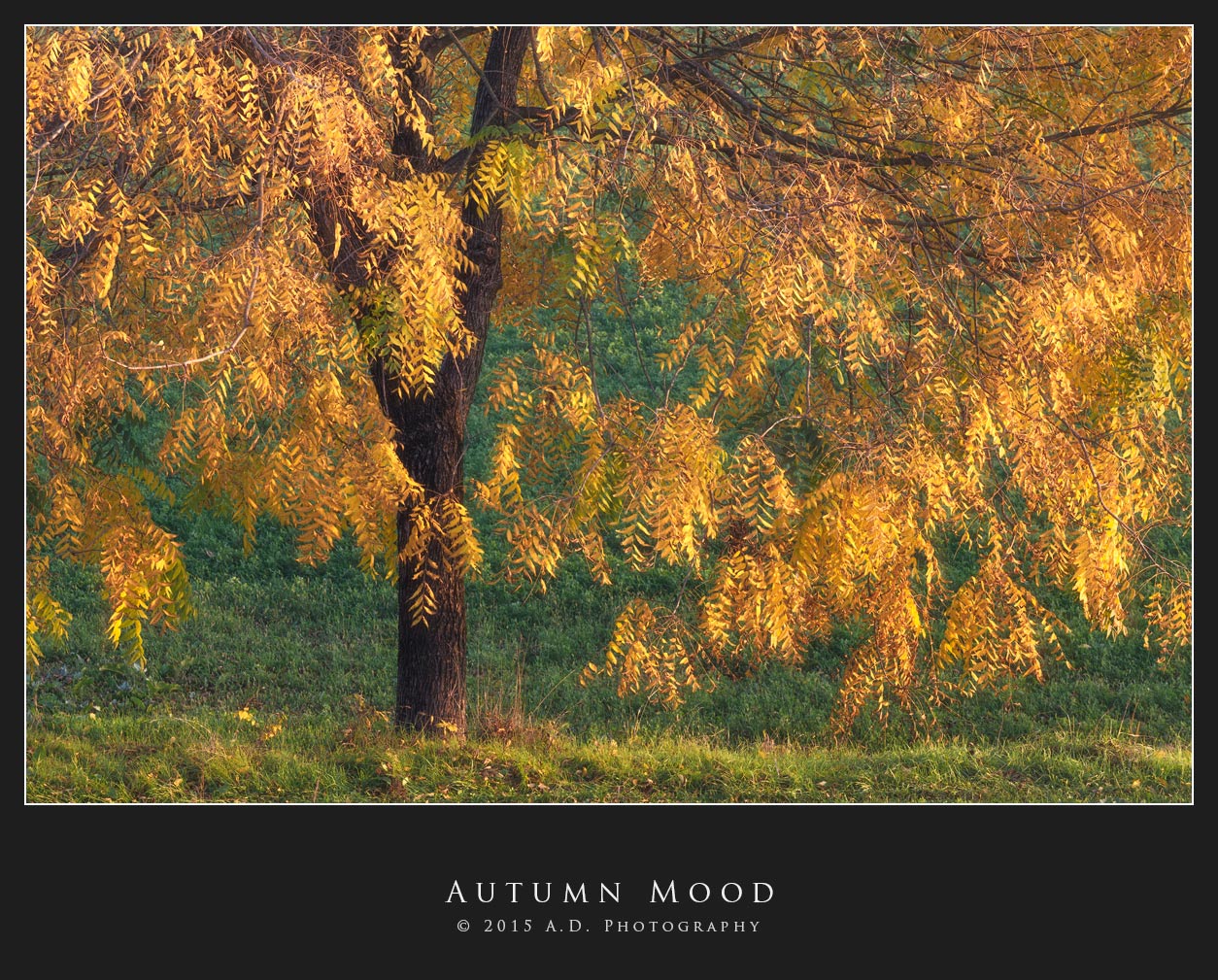 Autumn Mood