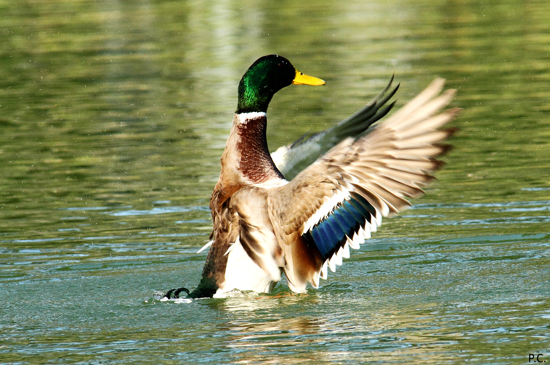 Il direttore d' orchestra