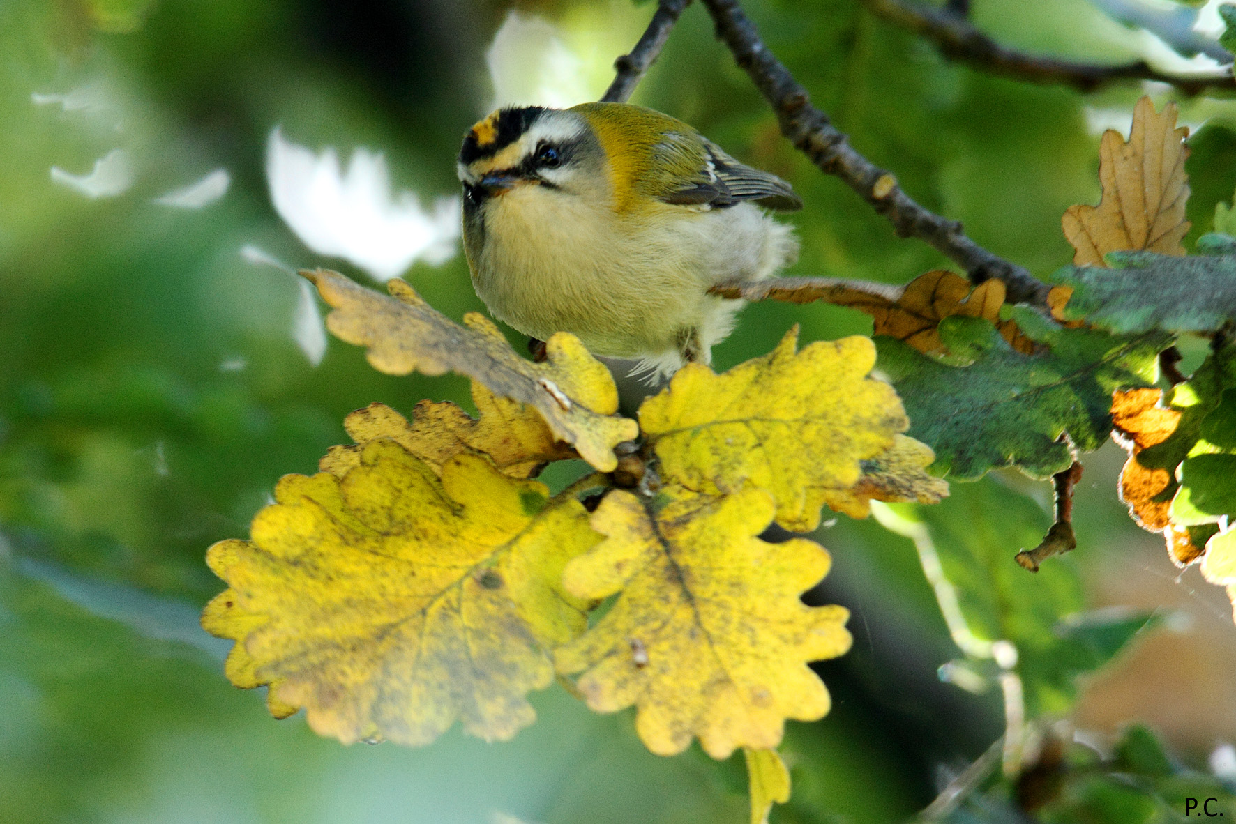 fiorrancino d' autunno