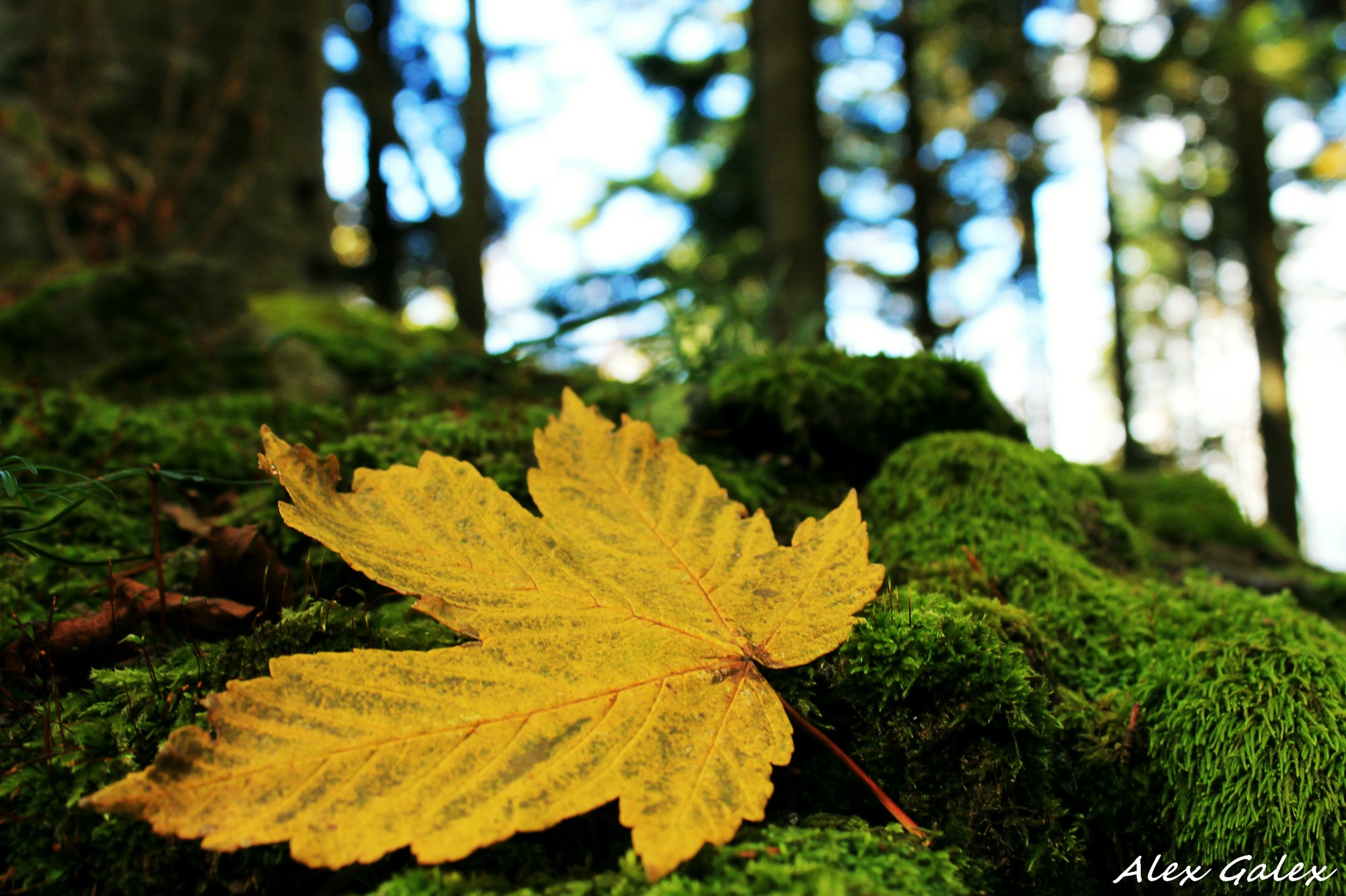 Autumn in the Apennines