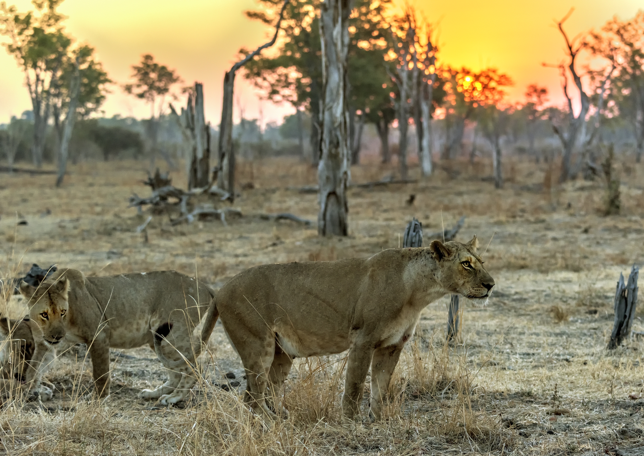 Zambia 2015 - All'alba
