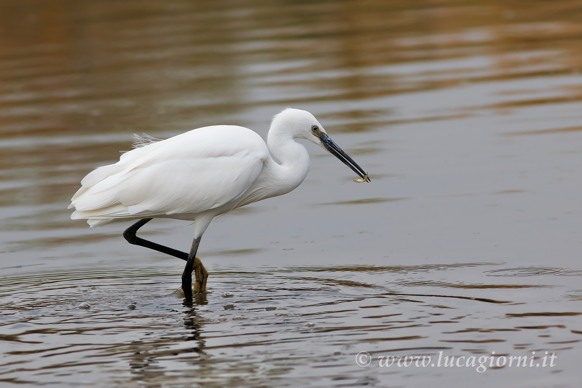 It skewered like a skewer in the true sense of ......