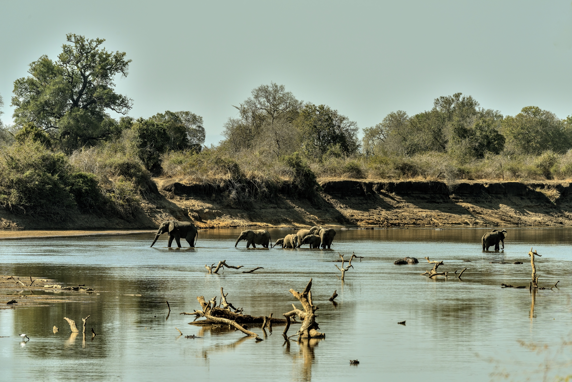 Zambia 2015 - Sul Luangwa