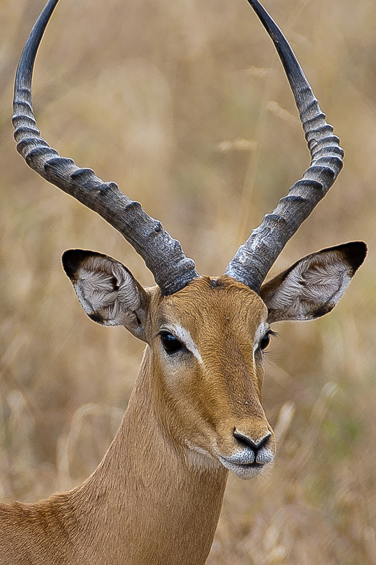 Impala