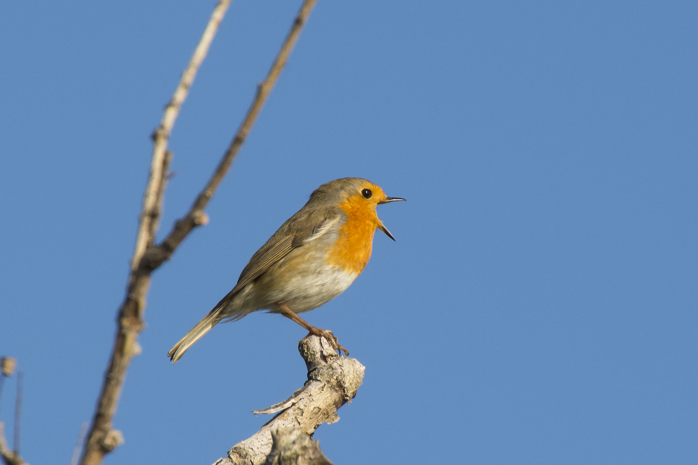 Il canto del pettirosso