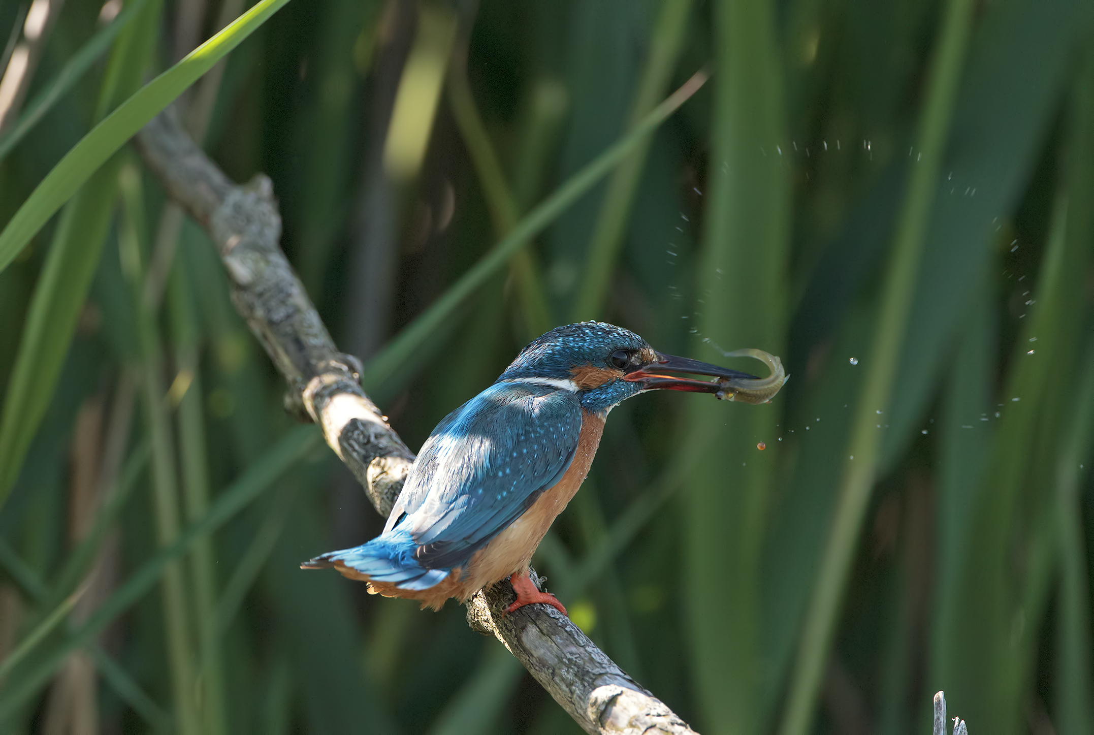 Il "cerchio" della Martina