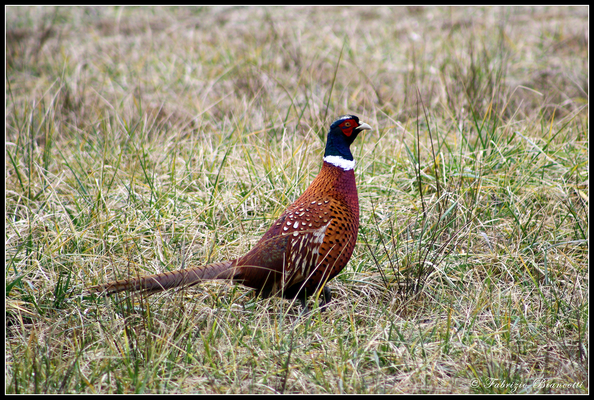 The attention of the pheasant