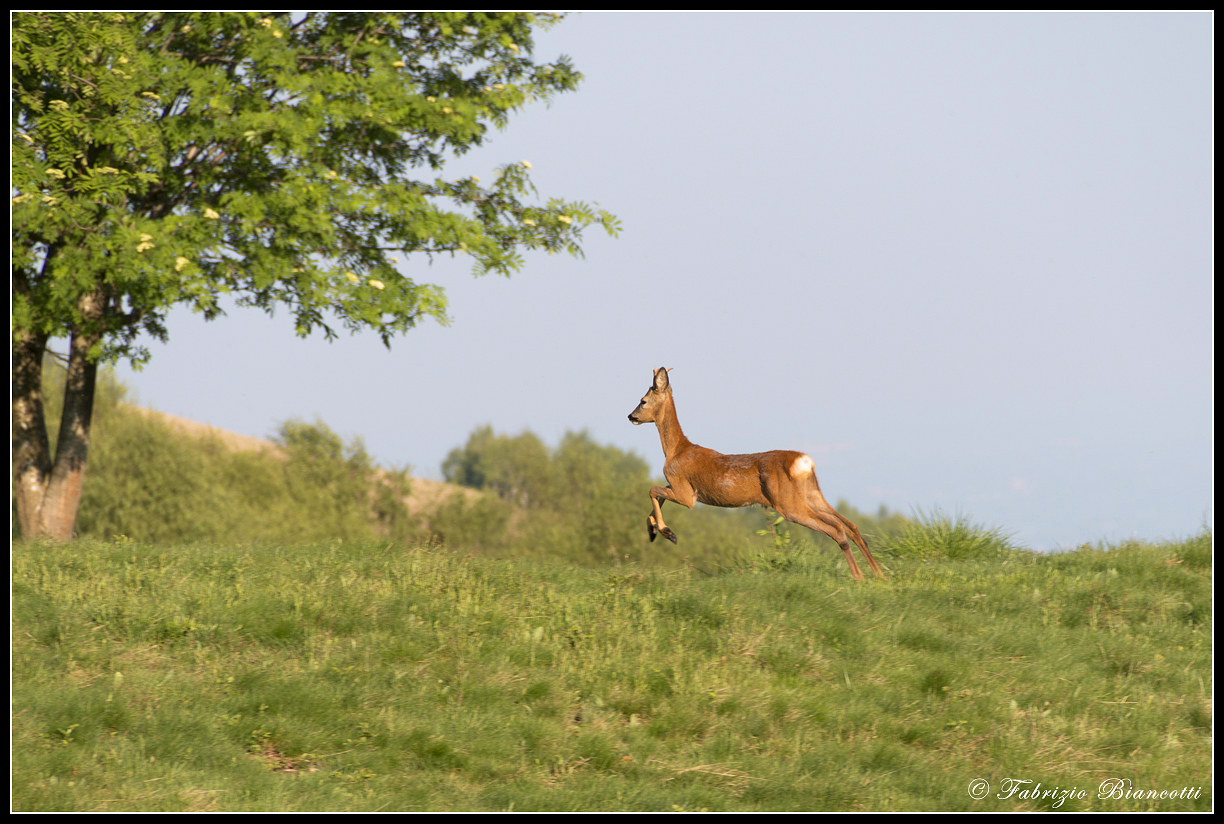 An unexpected encounter