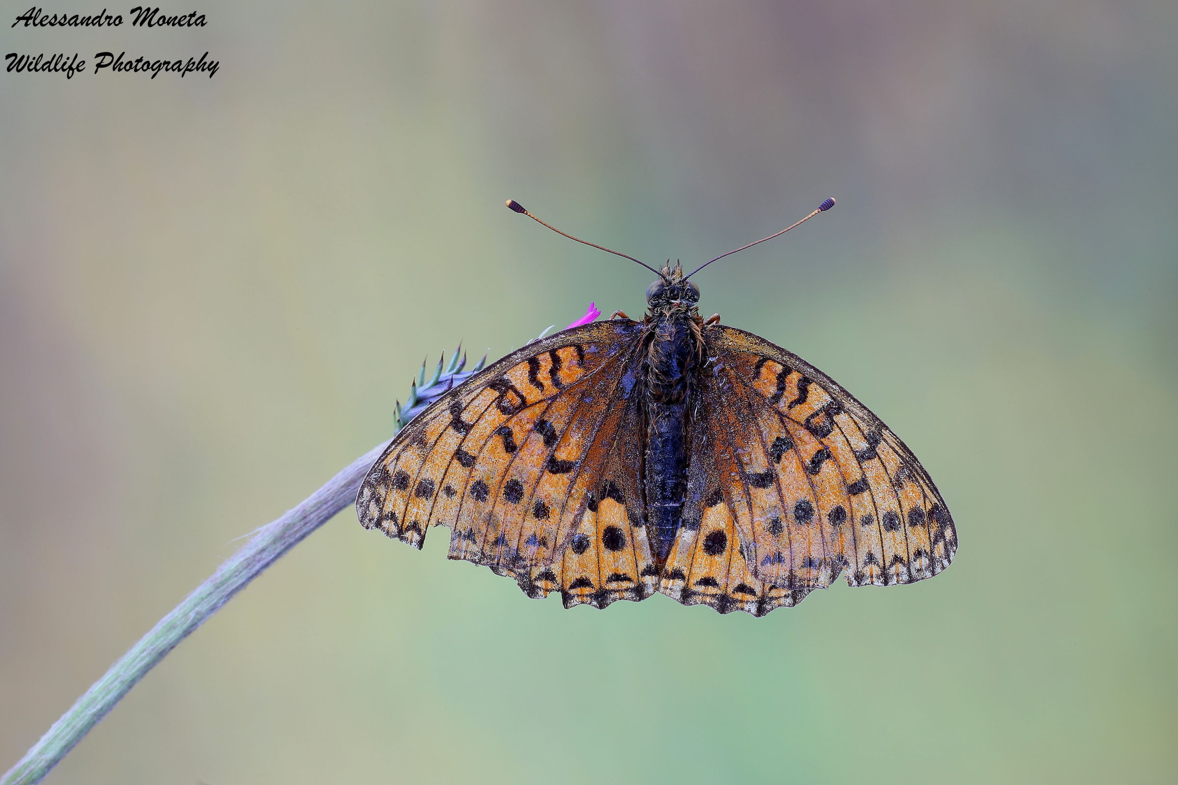 Now leading the flight