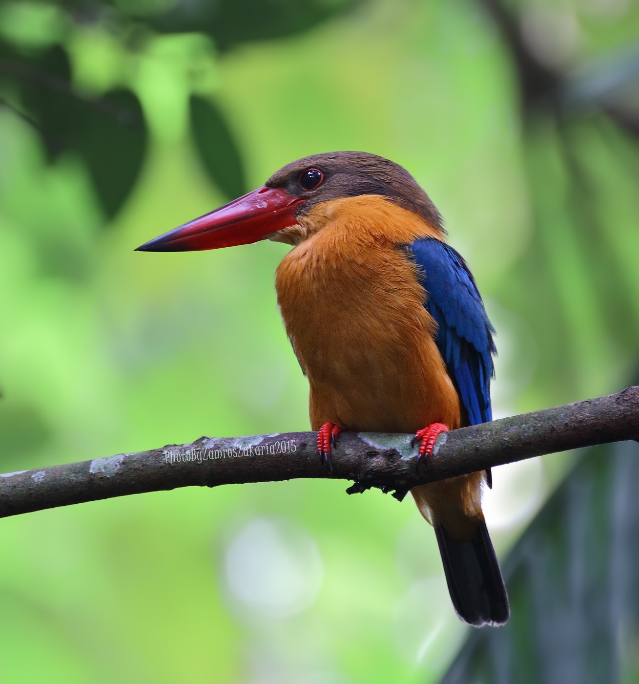 Stork-billed Kingfisher