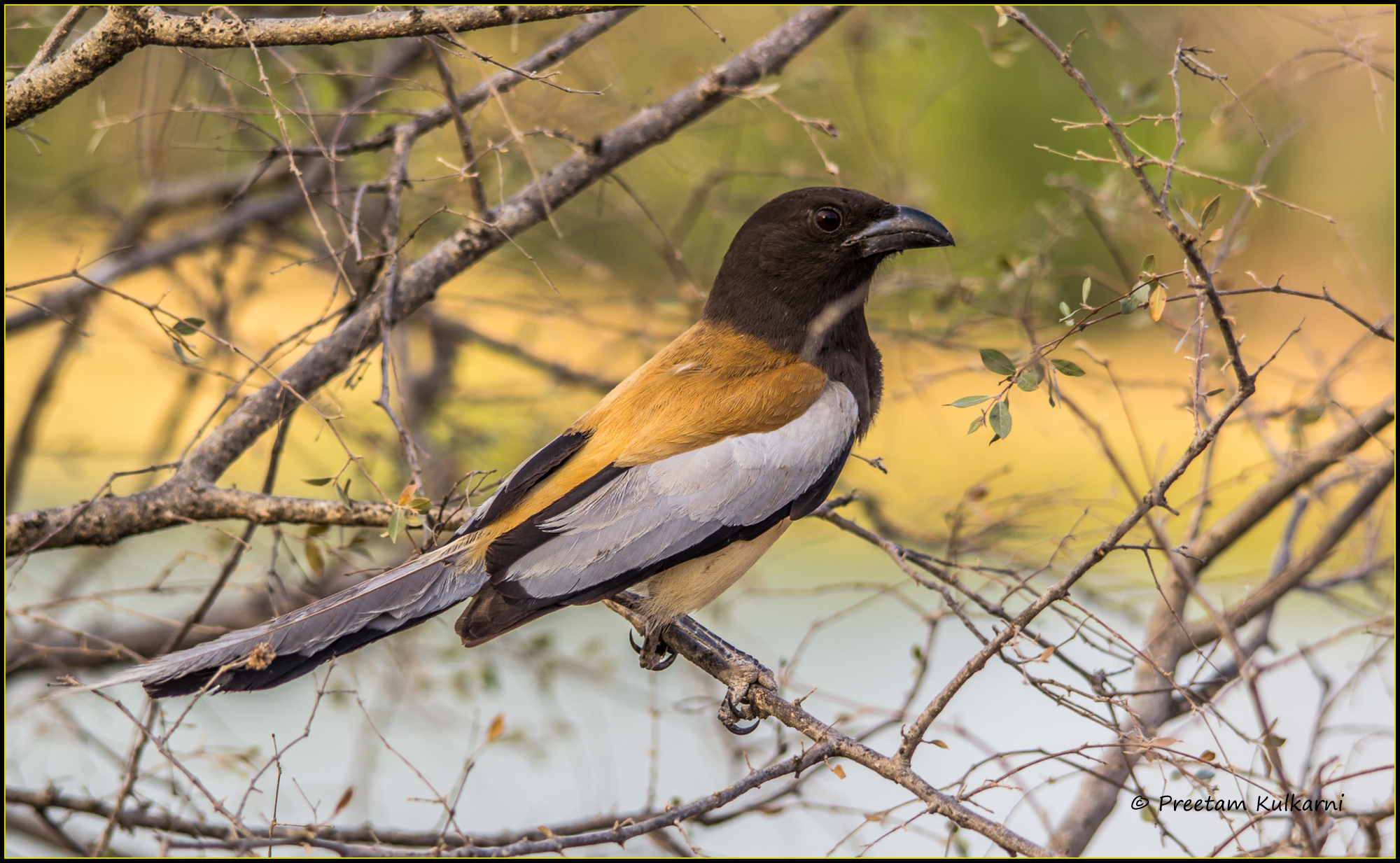 Rufous Treepie