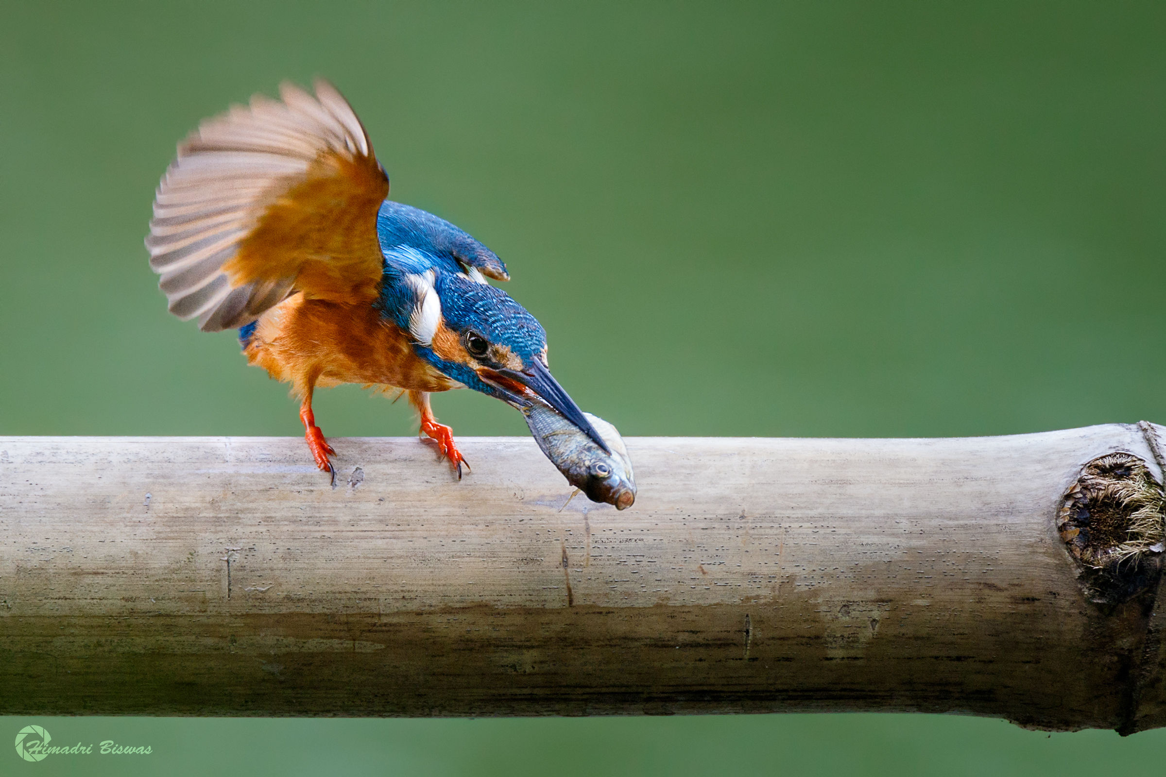 Common Kingfisher with catch
